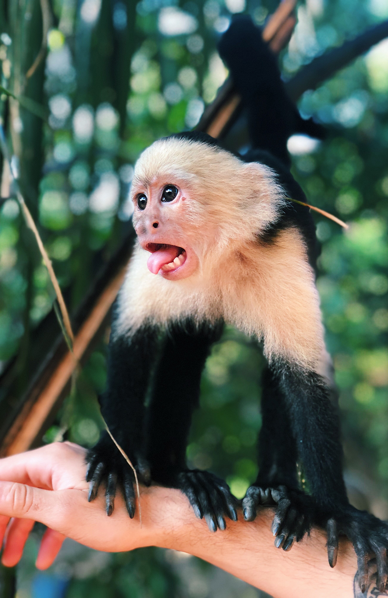 jaco-costa-rica-little-monkey-sidebar