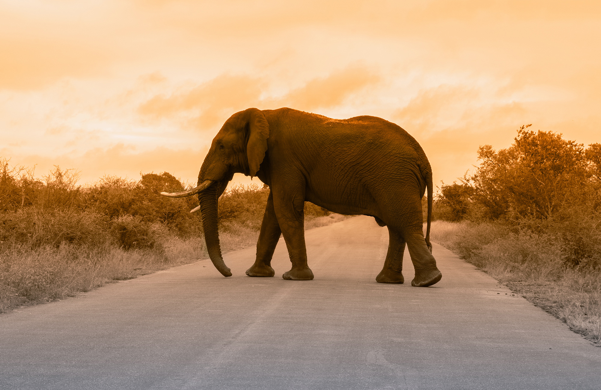 kruger-national-park-elephant-crossing-road-cover