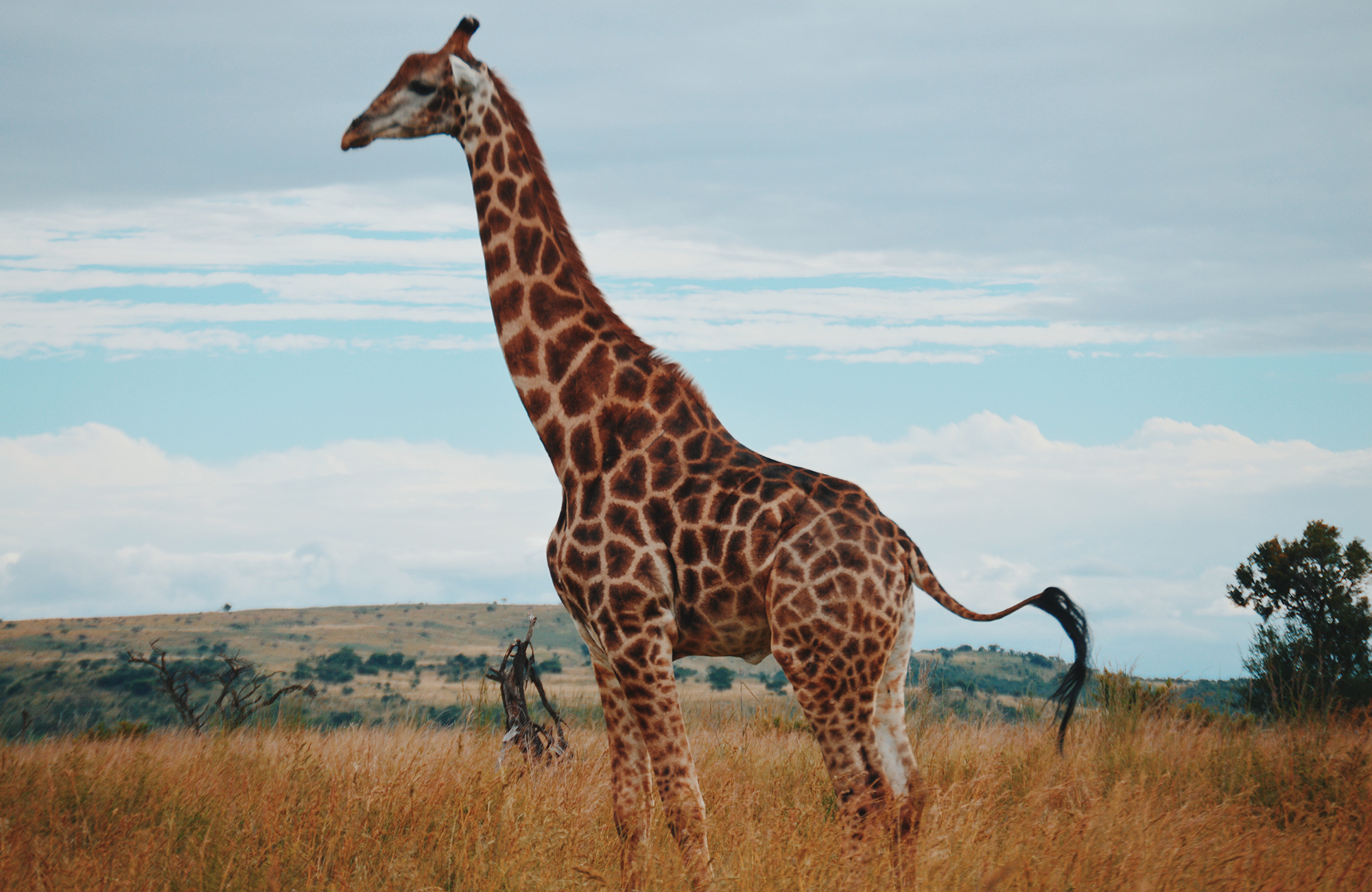 south-africa-giraffe-seen-from-the-side-cover