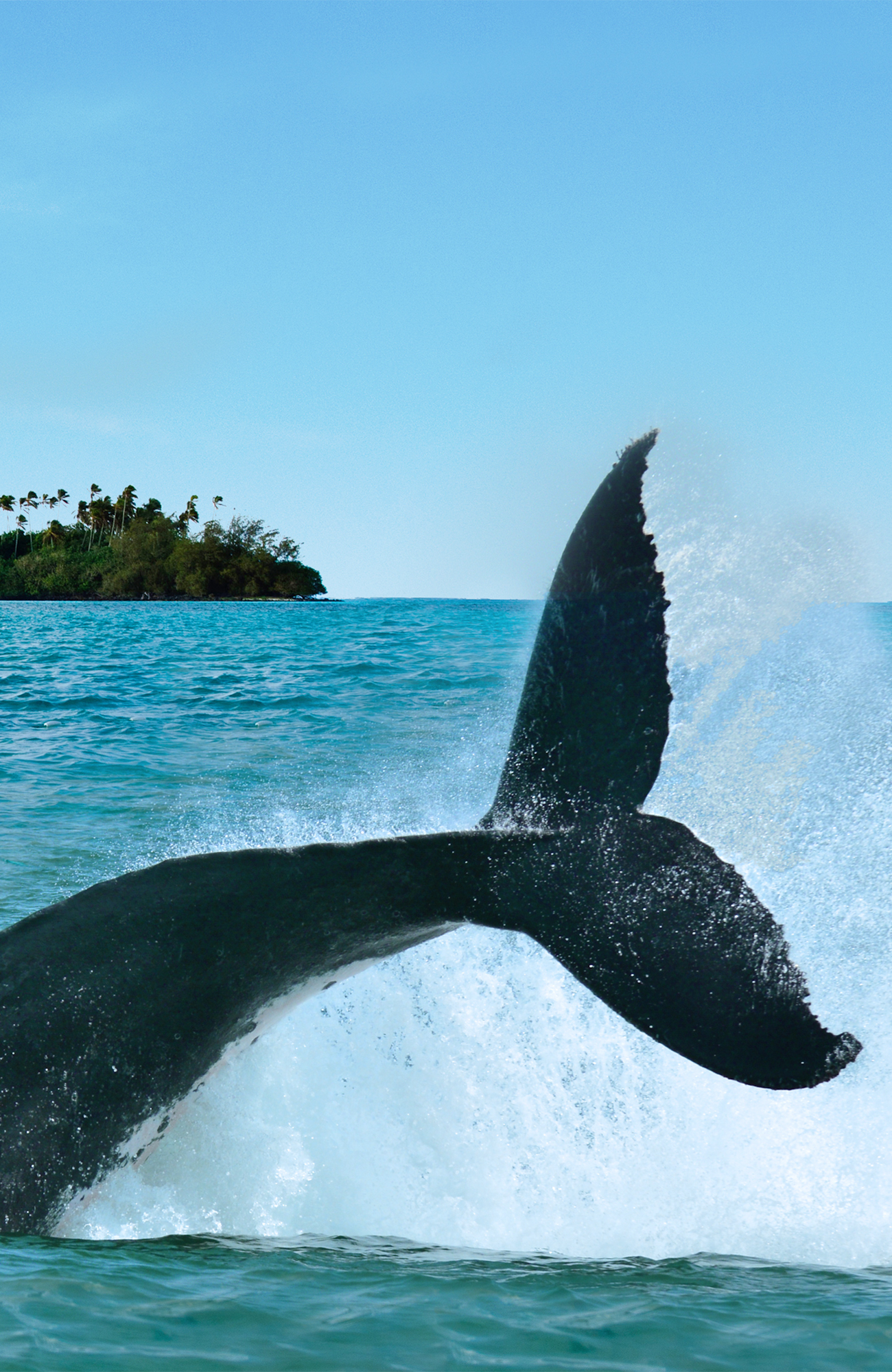oceania-whale-rarotonga-cook-islands-sidebar