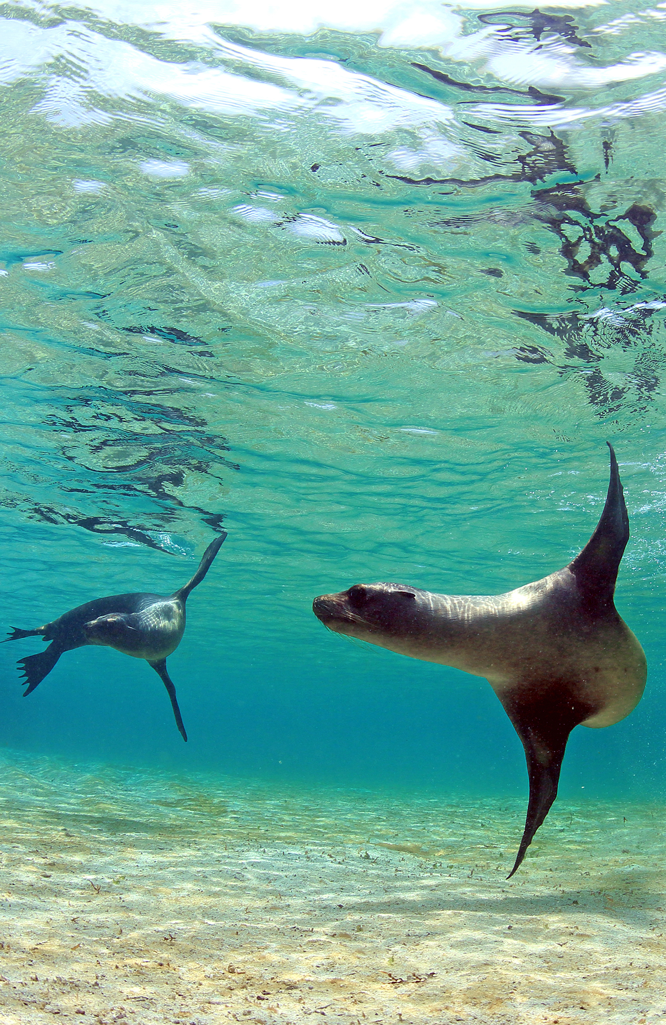 galapagos-sea-lion-ecuador-sidebar