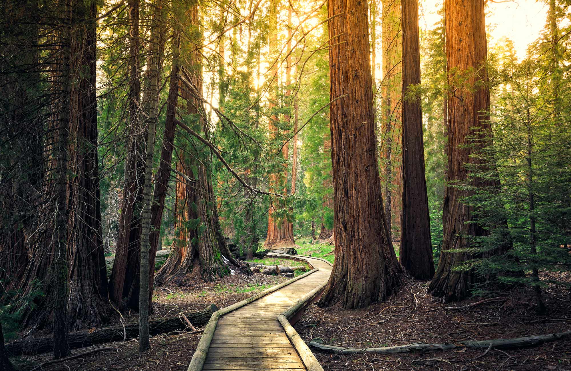 Skógur sem þú getur séð á road trippi eftir kyrrahafsströndinni