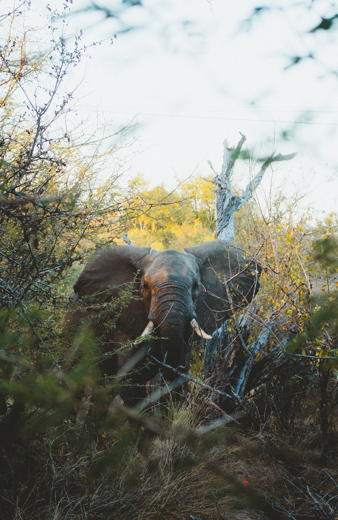 kruger-national-park-olifant-stairing-sidebar