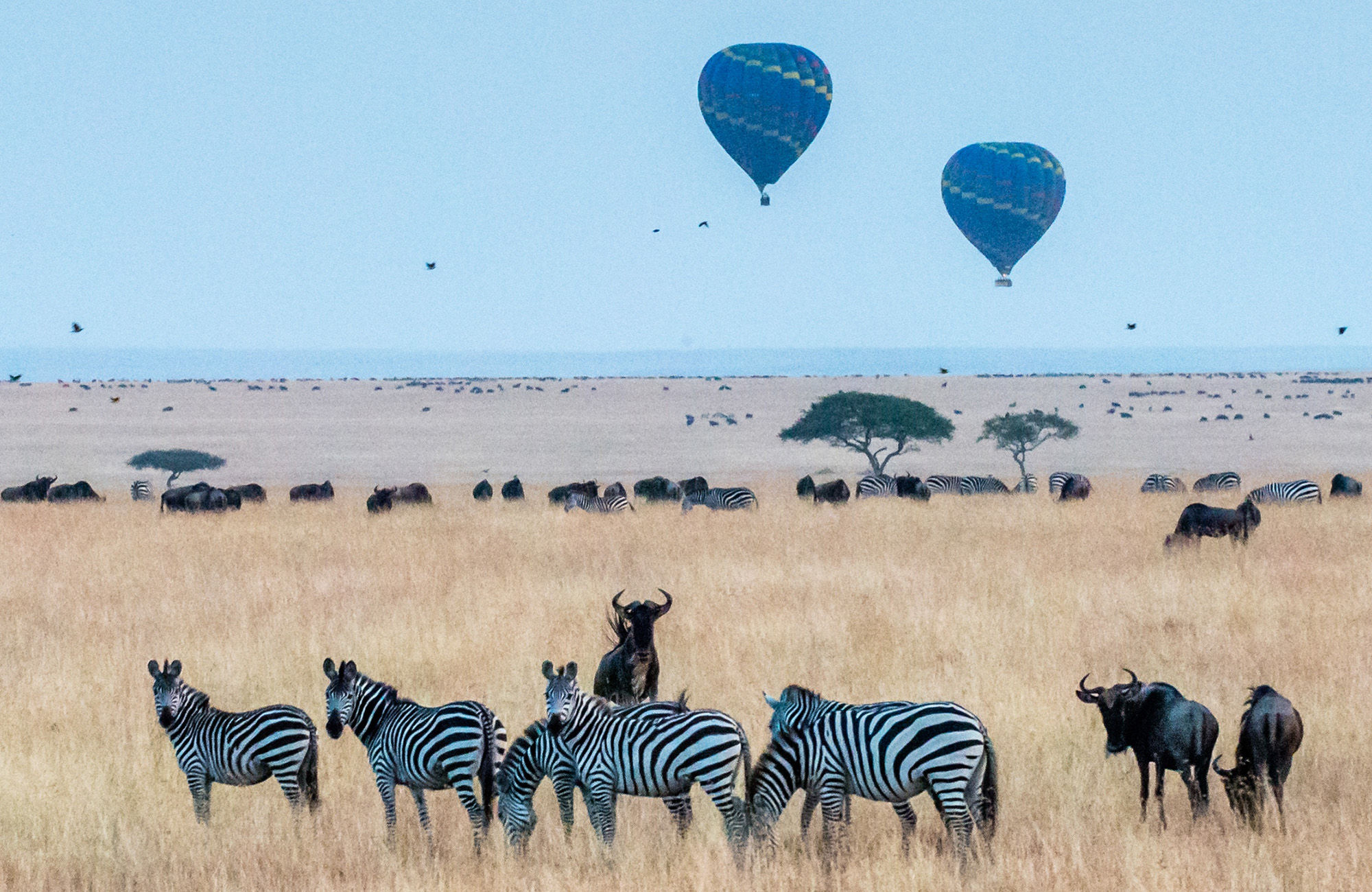 tanzania-savannah-zebras-airballoons-cover