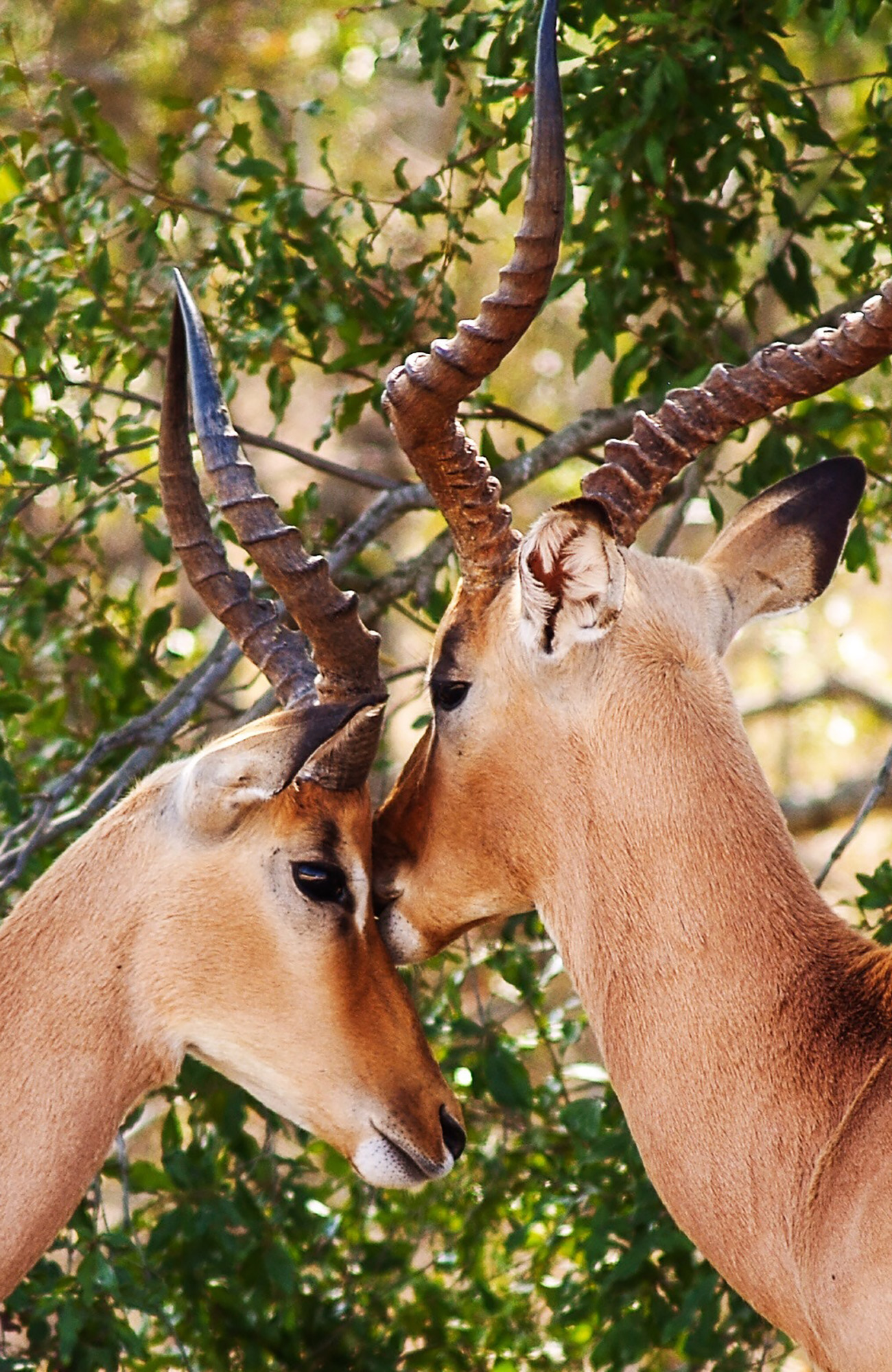 south-africa-antelopes-cuddling-sidebar