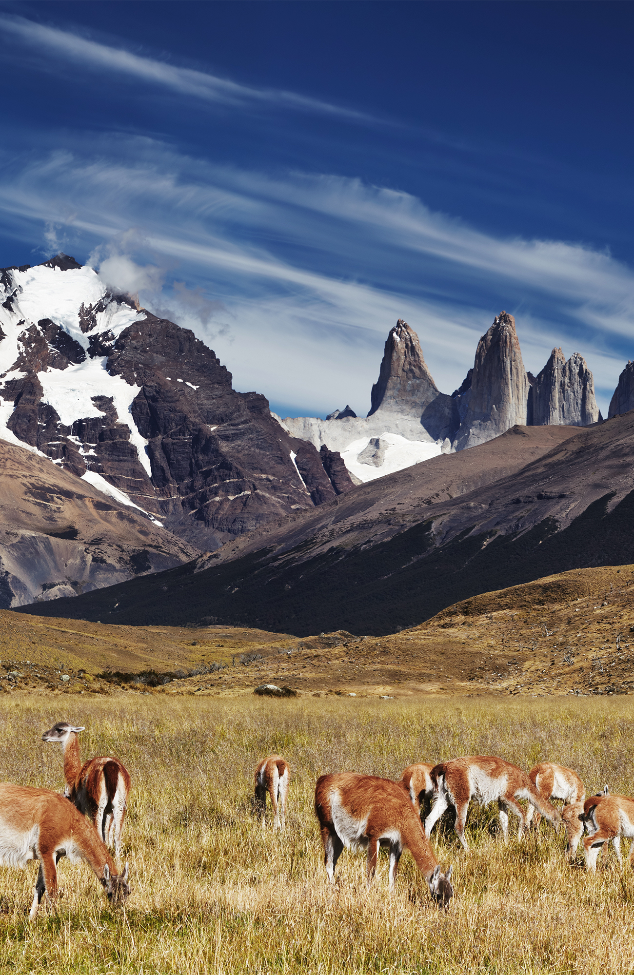 chile-guanacos-mountain-torres del paine-sidebar