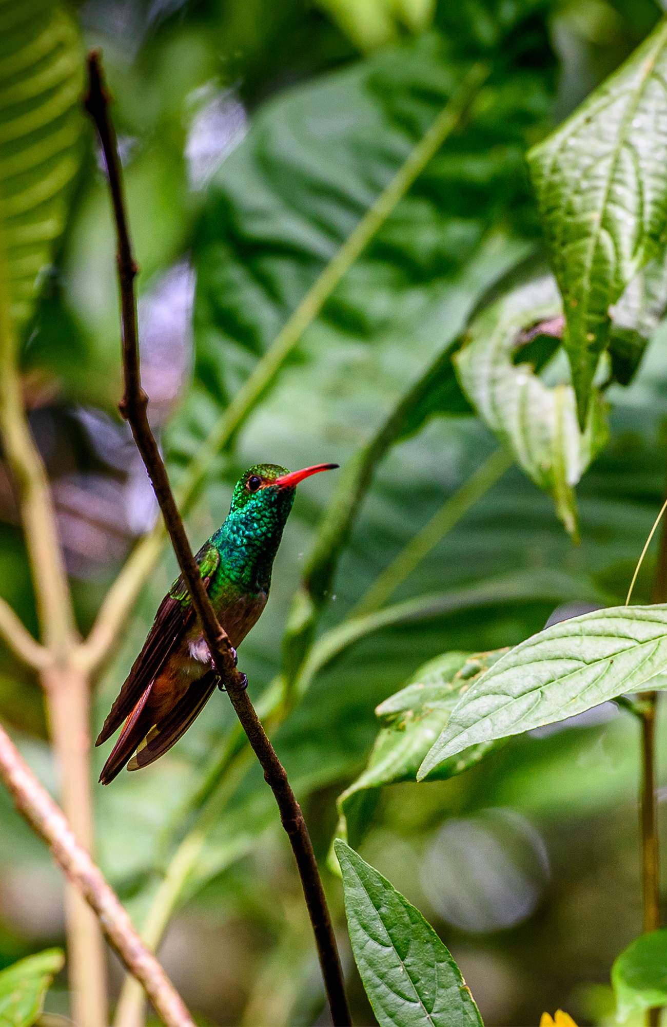 ecuador-humming-bird-branch-sidebar