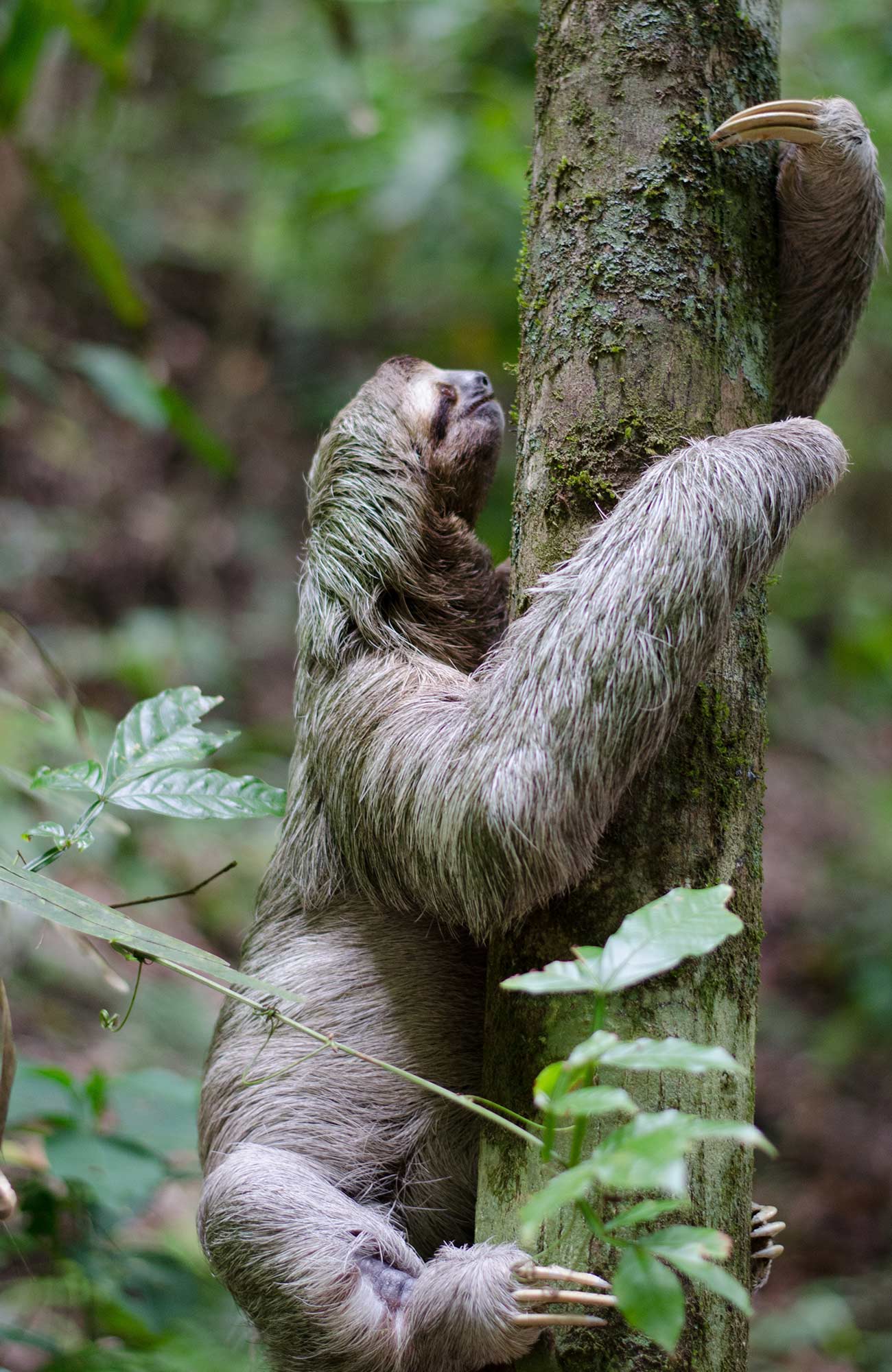 central-america-sloth-cover