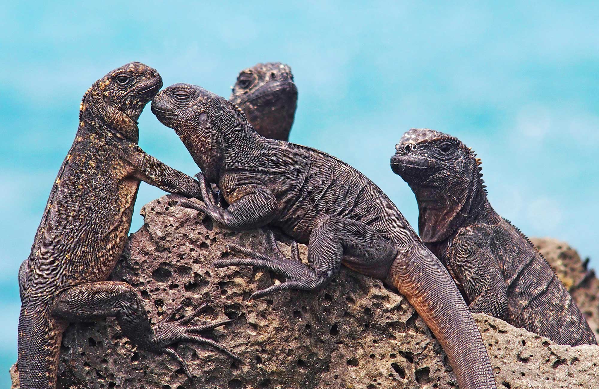 galapagos-ecuador-iguanas-cover