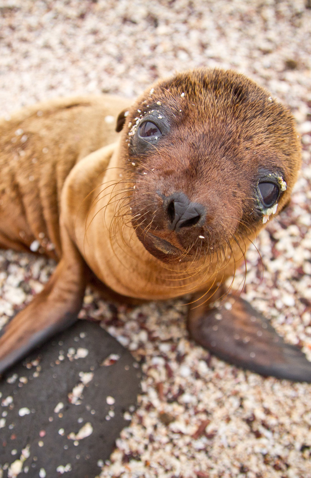 galapagos-ecuador-baby-sea-lion-sidebar