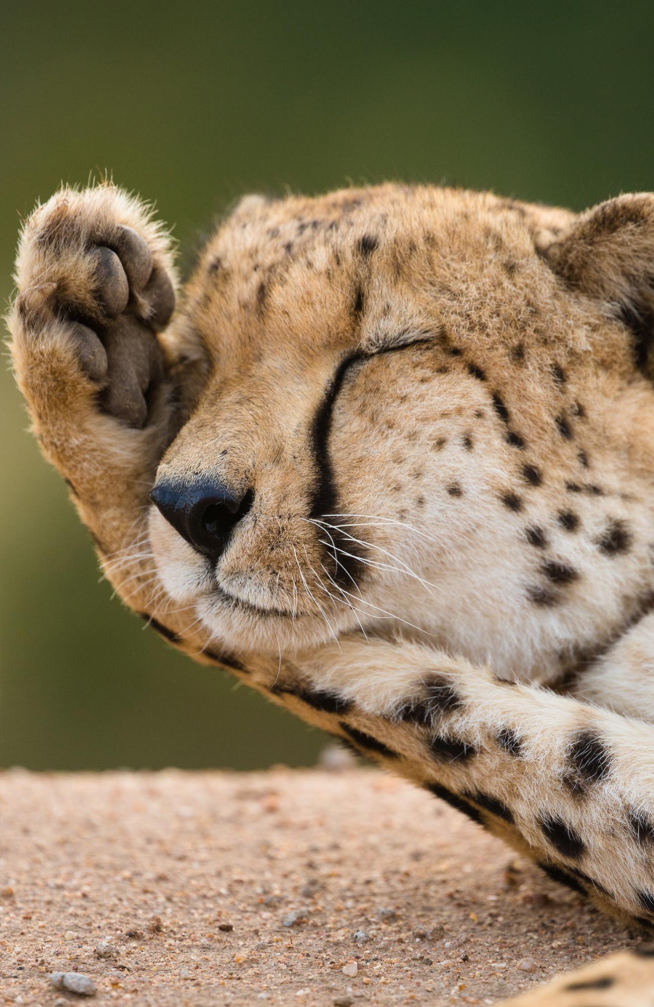 africa-safari-tours-cheetah-sidebar