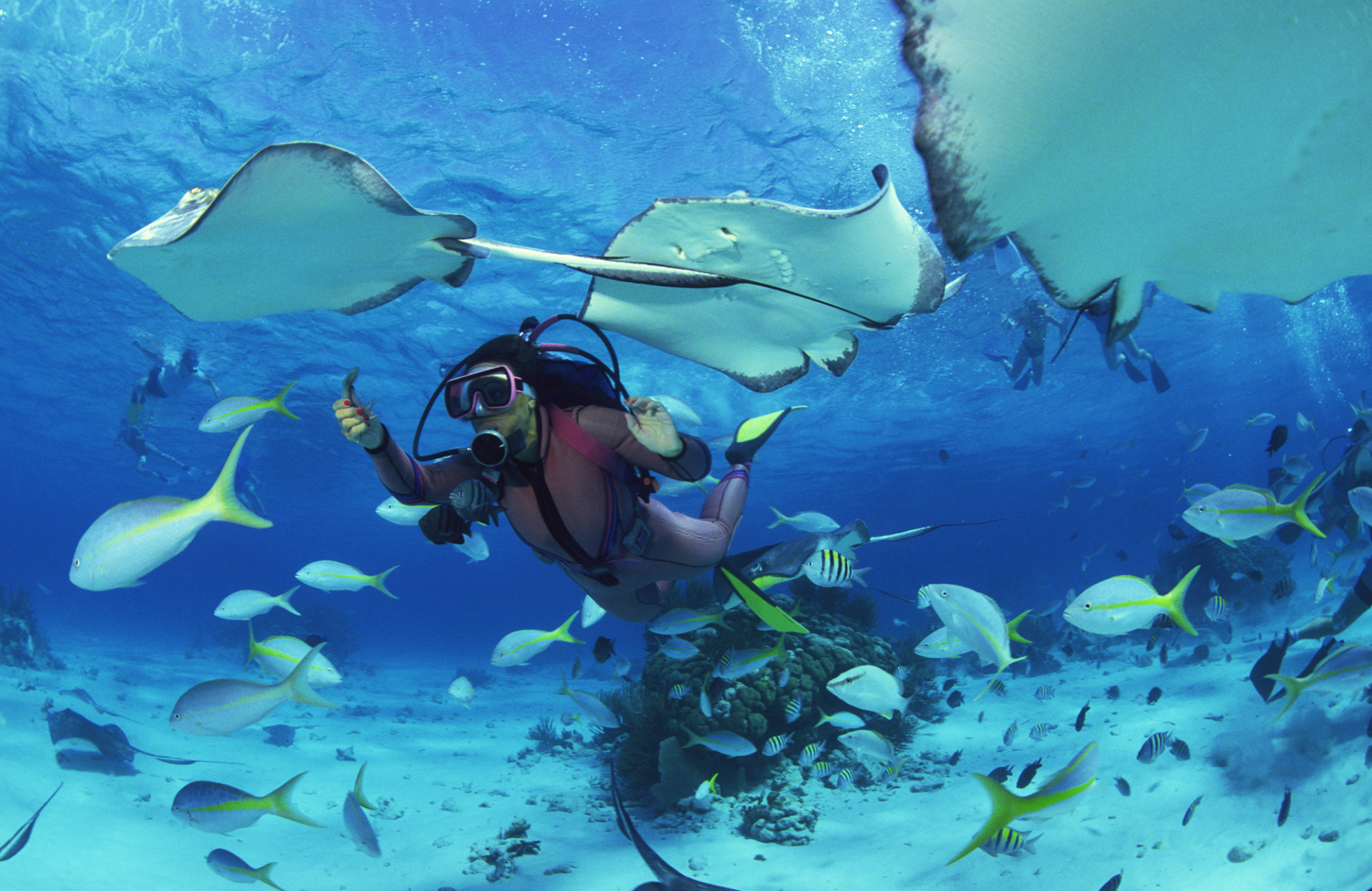 diving-manta-rays-and-diver-cover