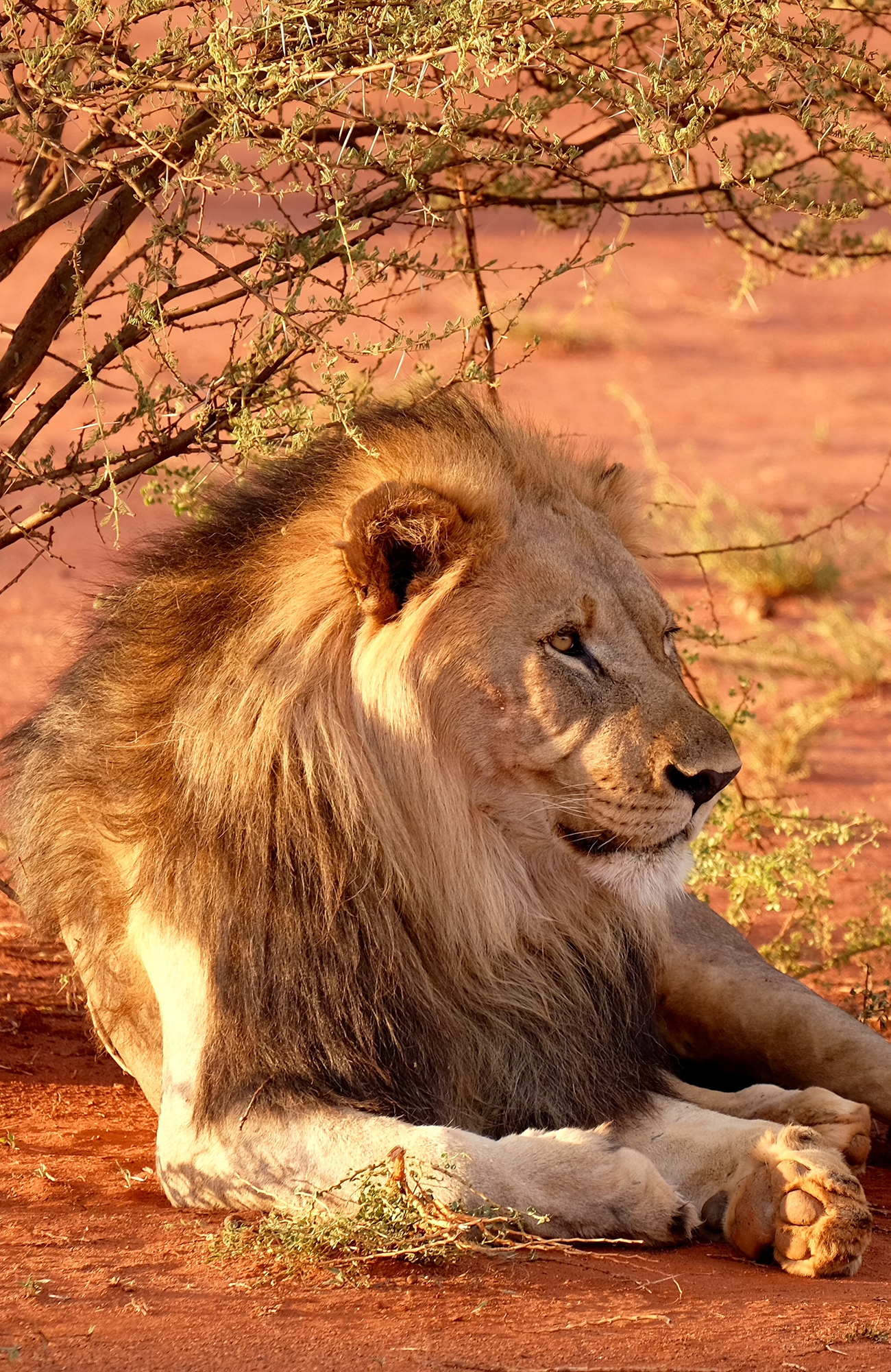 south-africa-lion-close-up-sidebar
