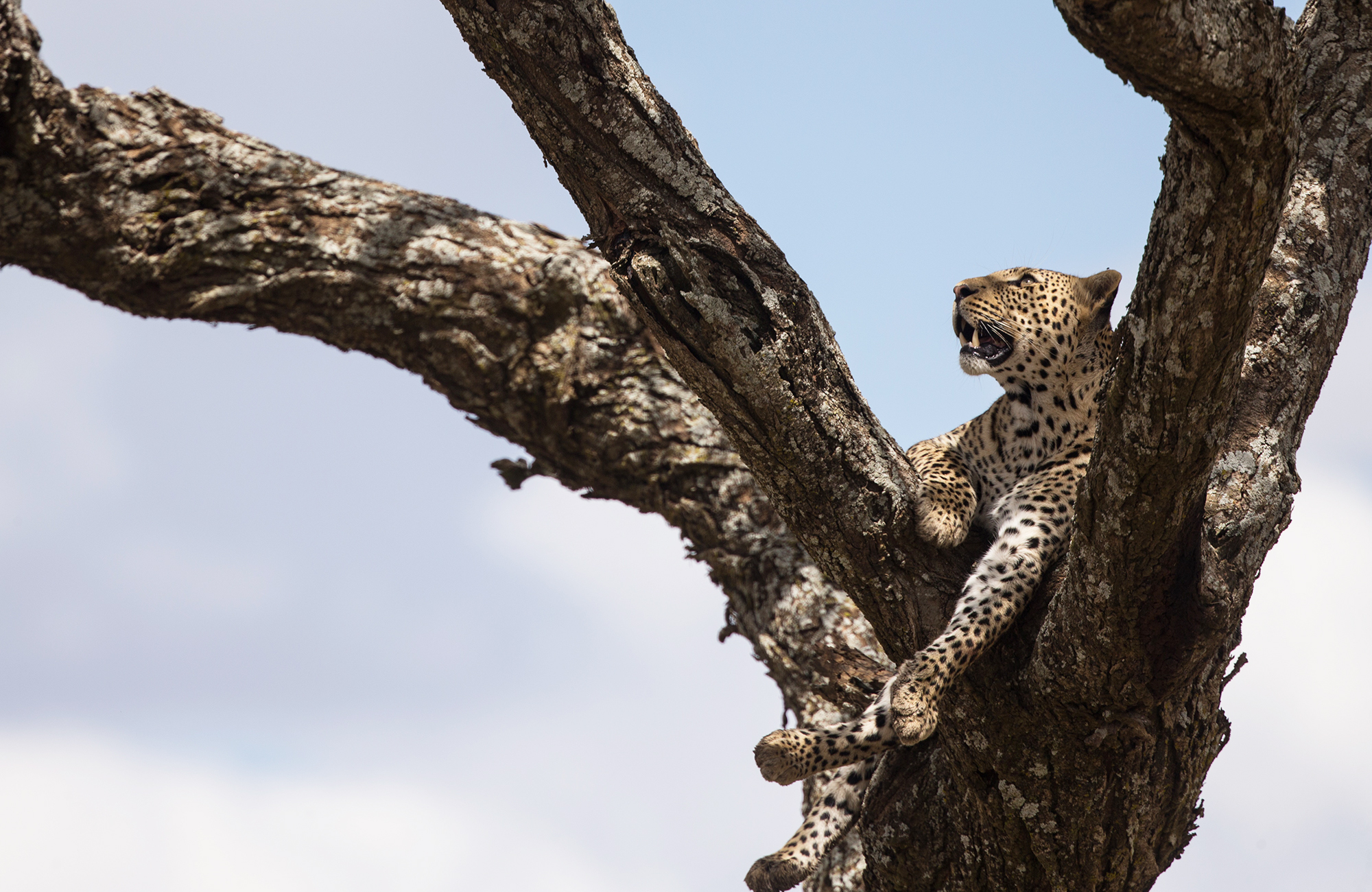 tanzania-africa-safari-leopard-cover