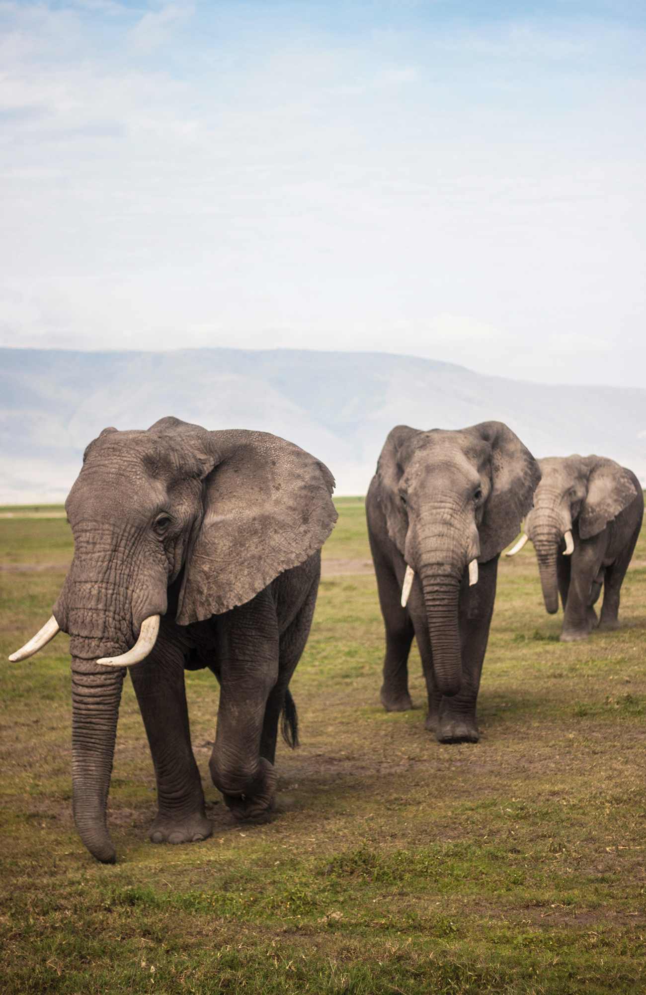 tanzania-africa-safari-elephant-sidebar
