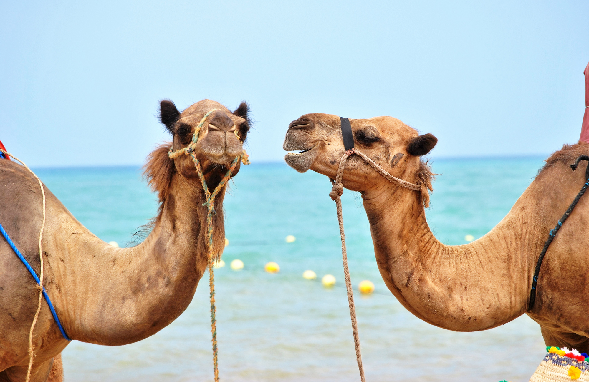 morocco-camels-on-beach-cover