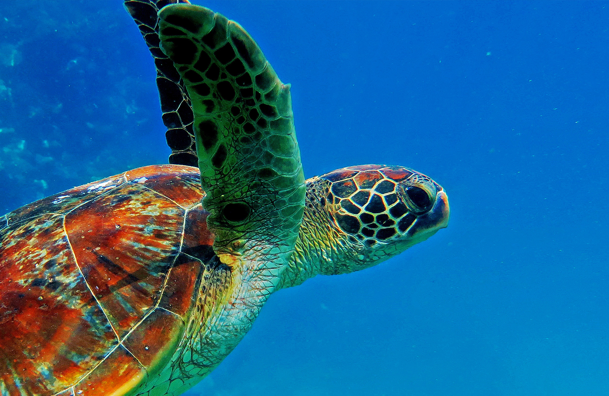 great-barrier-reef-australia-green-sea-turtle