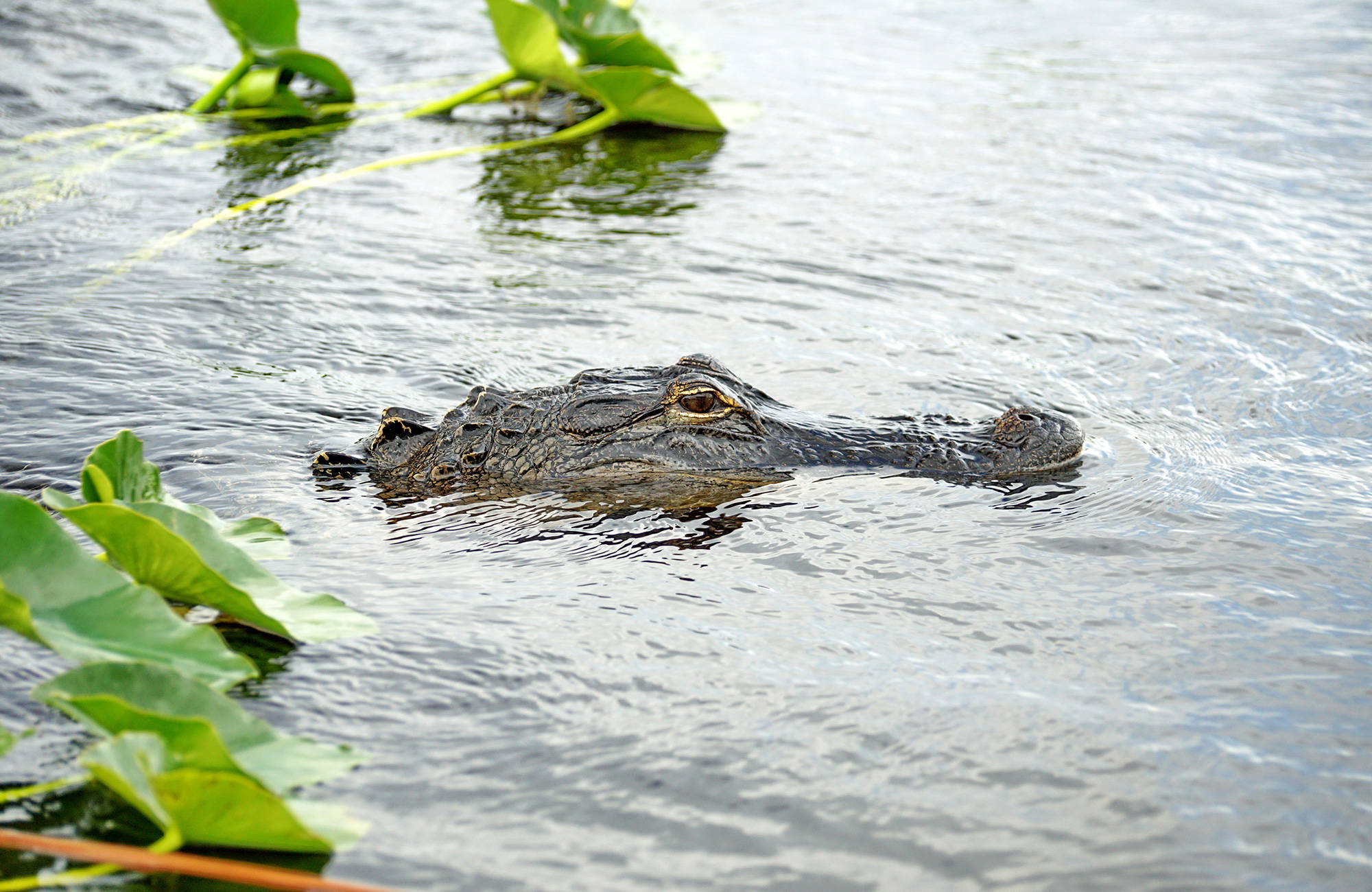 florida-everglades-national-park-alligator-swamp-cover