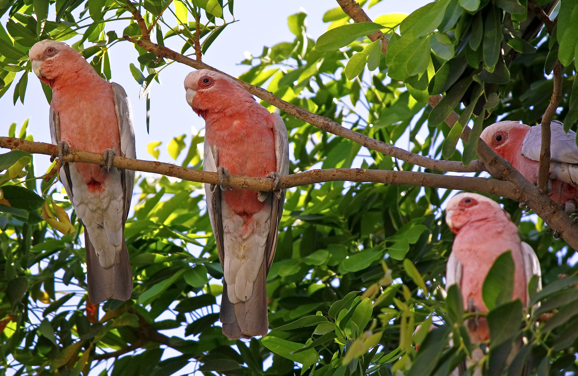australia-kakadu-national-park-galah-cockatoos