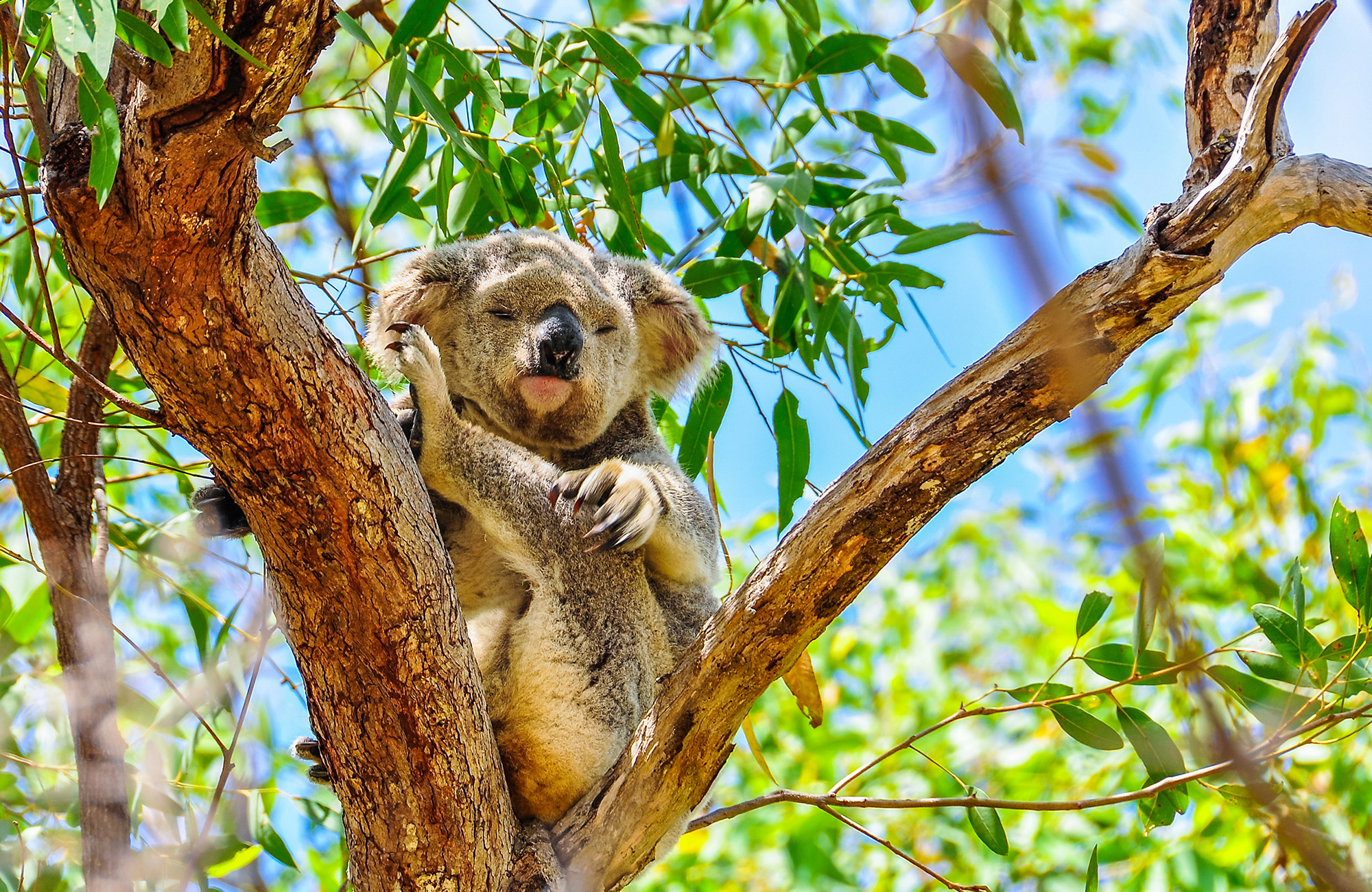 australia-queensland-magnetic-island-koala-cover