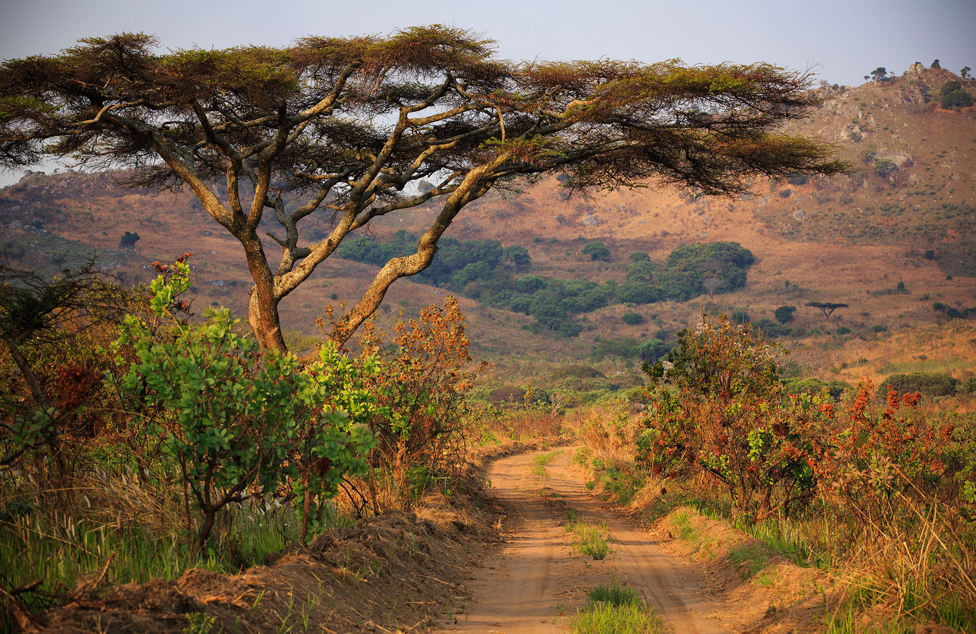 malawi-africa-nyika-national-park