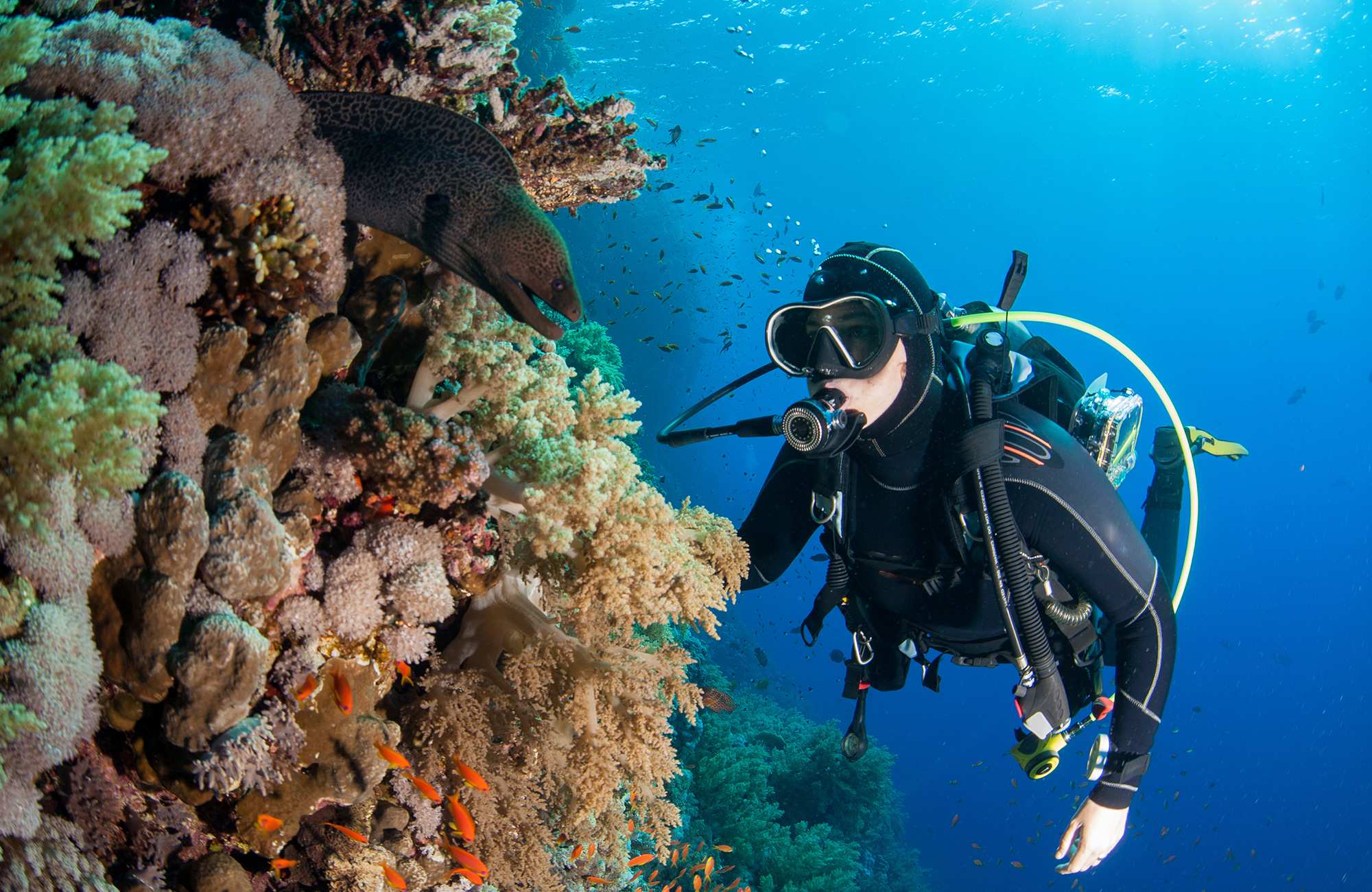 diving-egypt-coral-moray-eels-scuba-diver