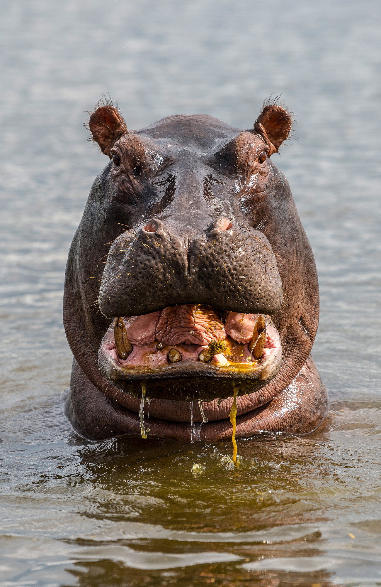 botswana-hippopotamus-river-safari-animal-sidebar