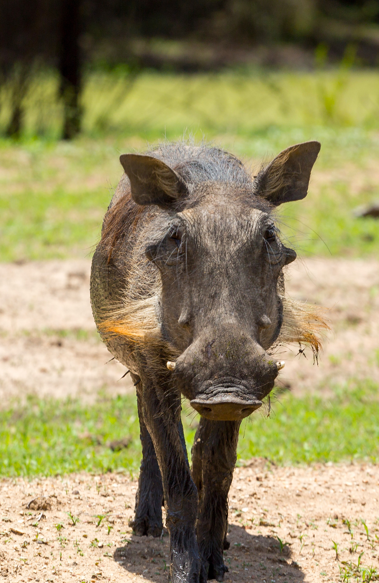 gaborone-botswana-warthog-animal-sidebar