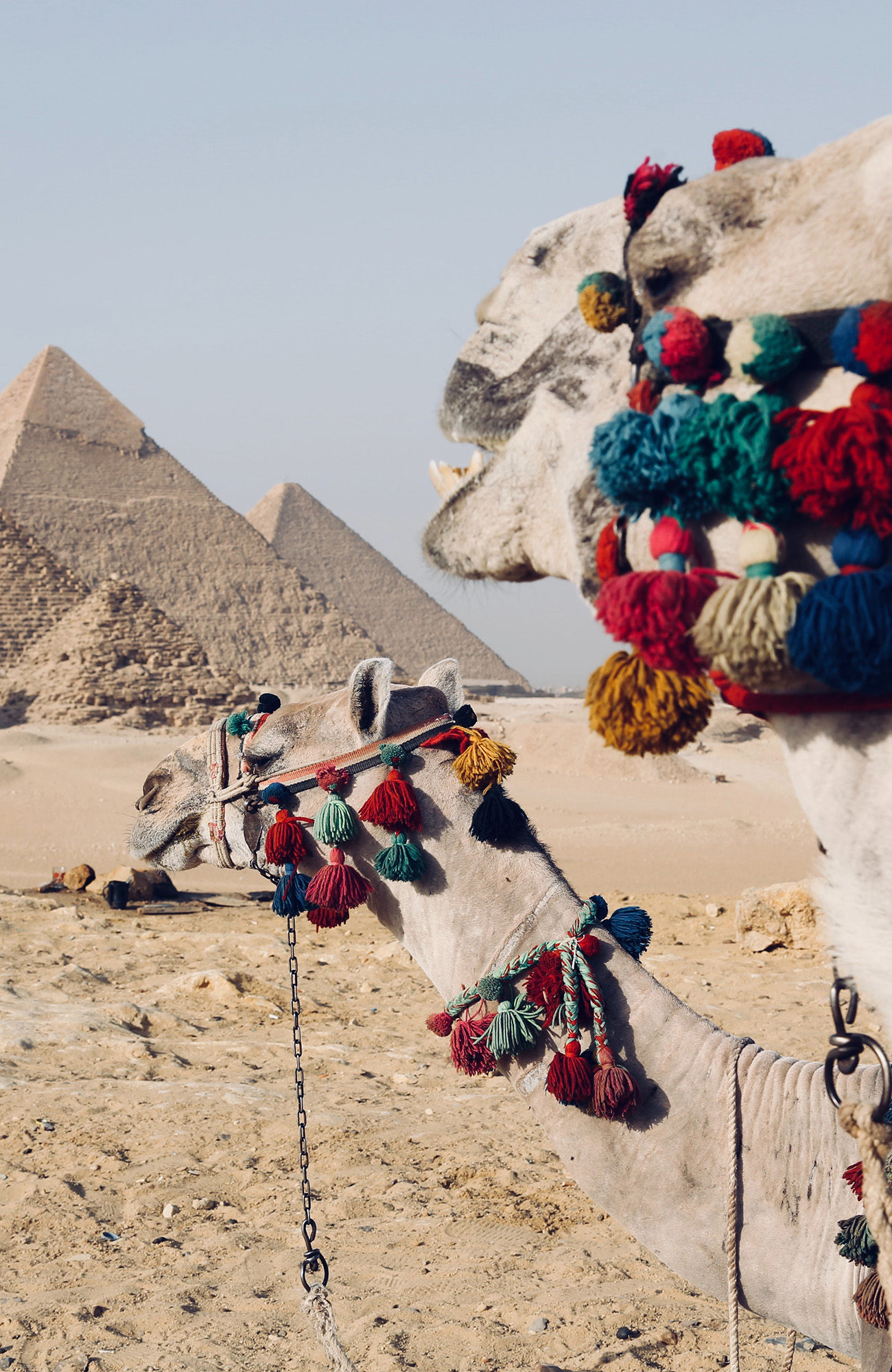 egypt-pyramids-camels-desert-sidebar