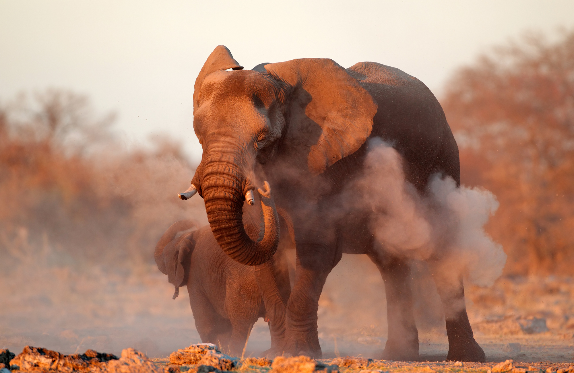 namibia-elephant-dust-etosha-national-park-cover