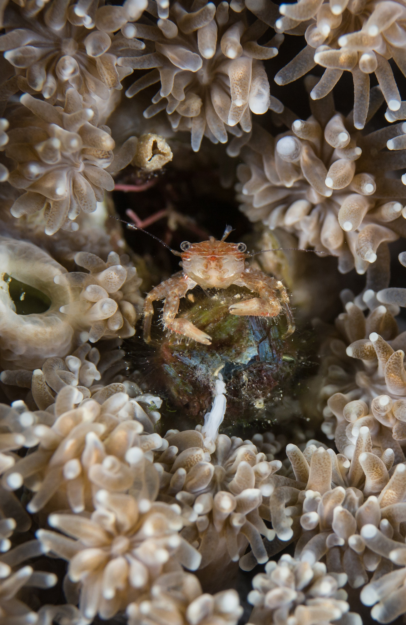 Krabba i kóralrifi í króatíu þar sem þú getur farið í sjálfboðastarf