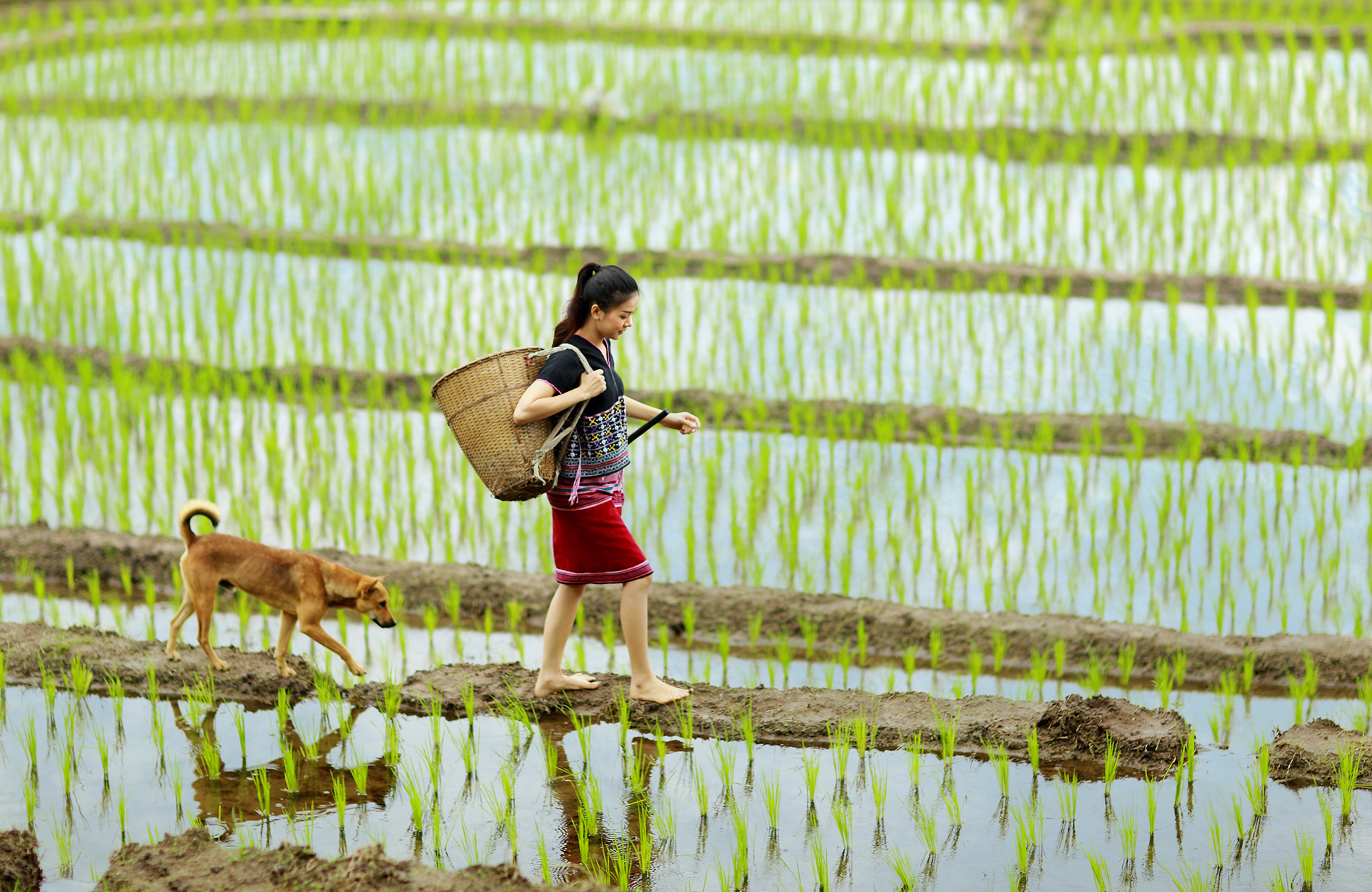 chiang-mai-thailand-rice-field-girl-and-dog