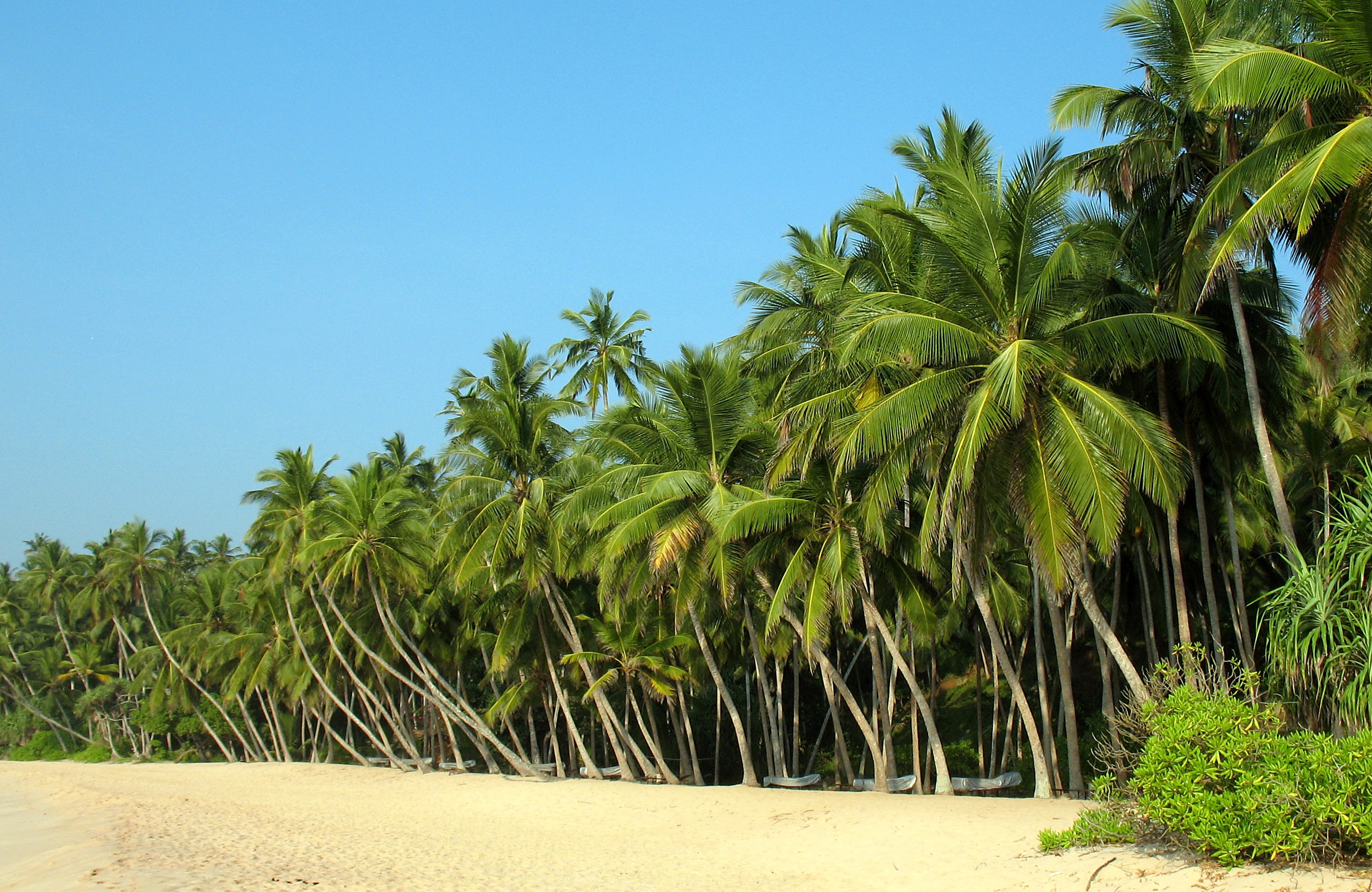 falleg hvít strönd með fullt af pálmatrjám á Sri Lanka