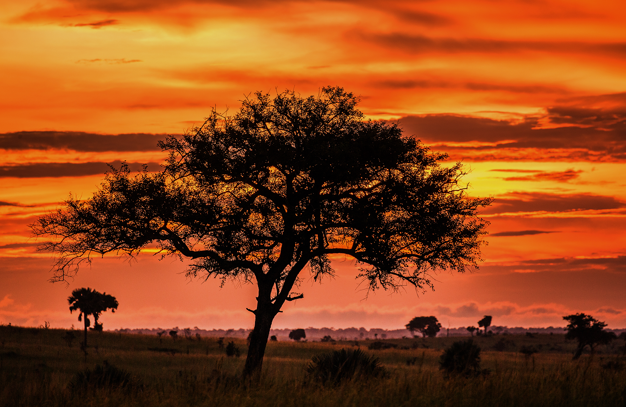 Tré í Úganda þar sem þú getur farið í sjálfboðastarf við sólarlag
