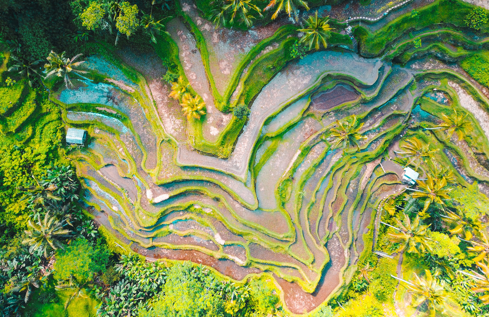 bali-indonesia-rice-terrace-cover