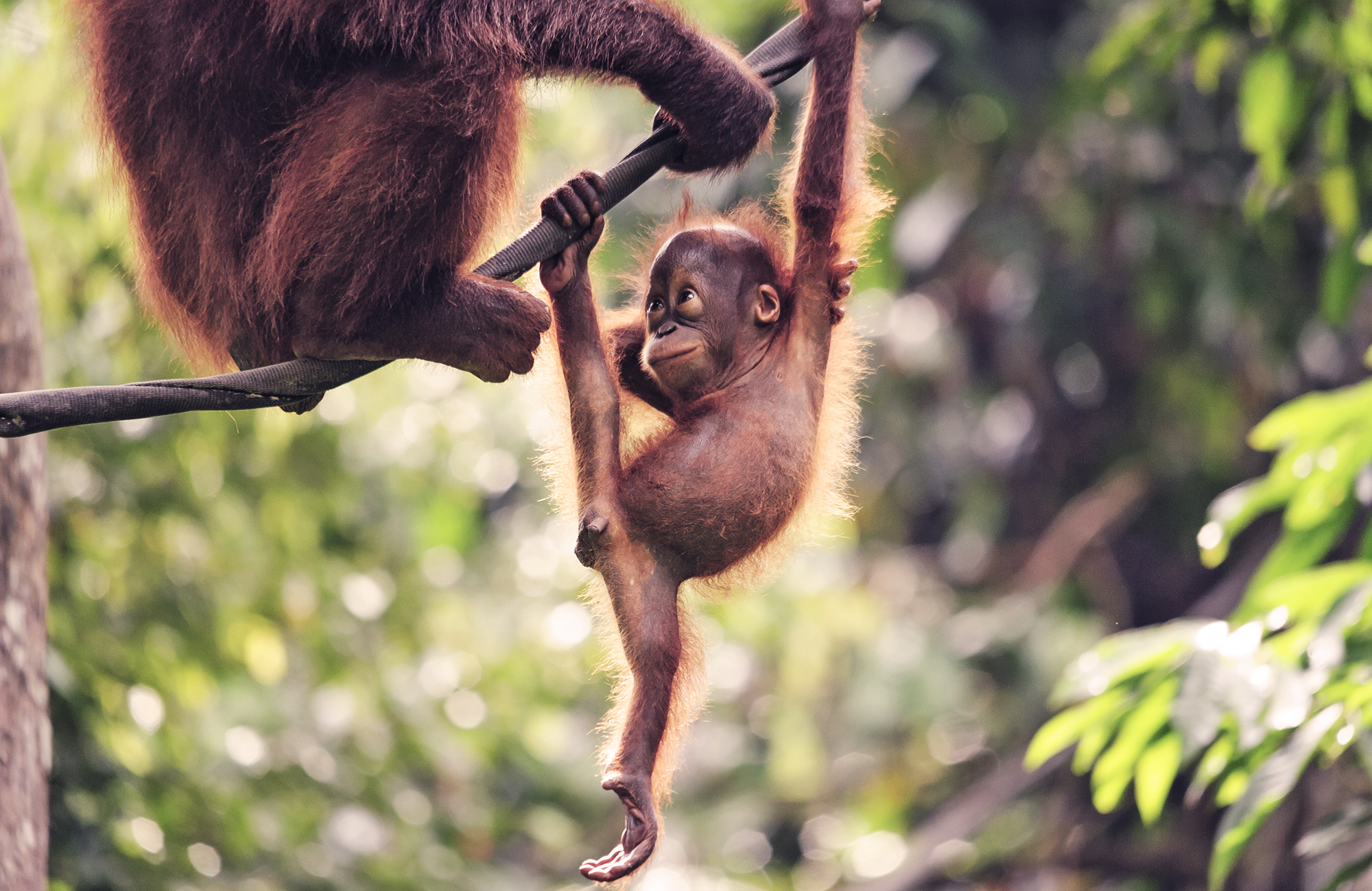 Orangútan ungi í Borneó í ágúst