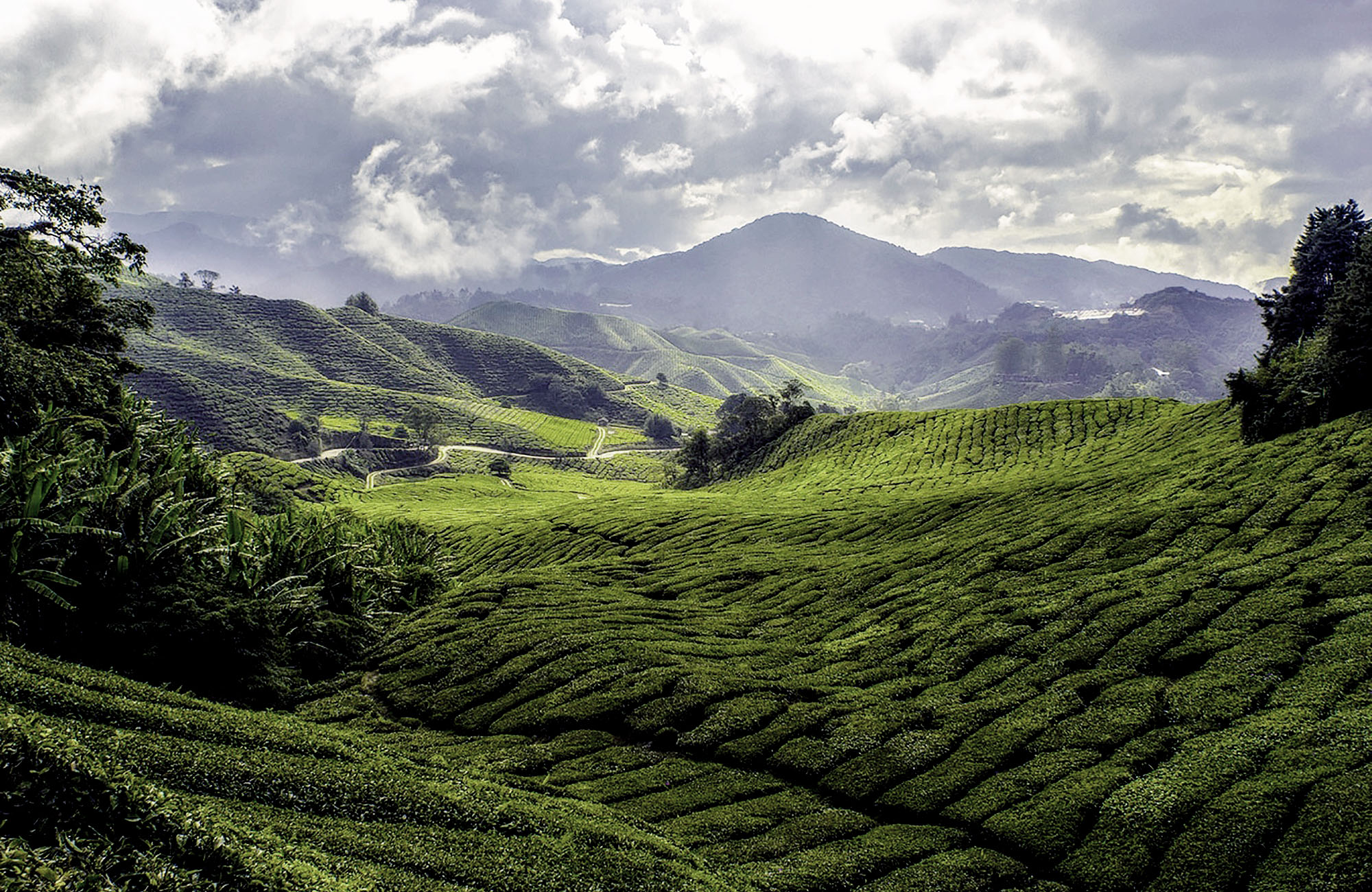Tea plantations in the hills of the Cameroon Highlands in Malaysia