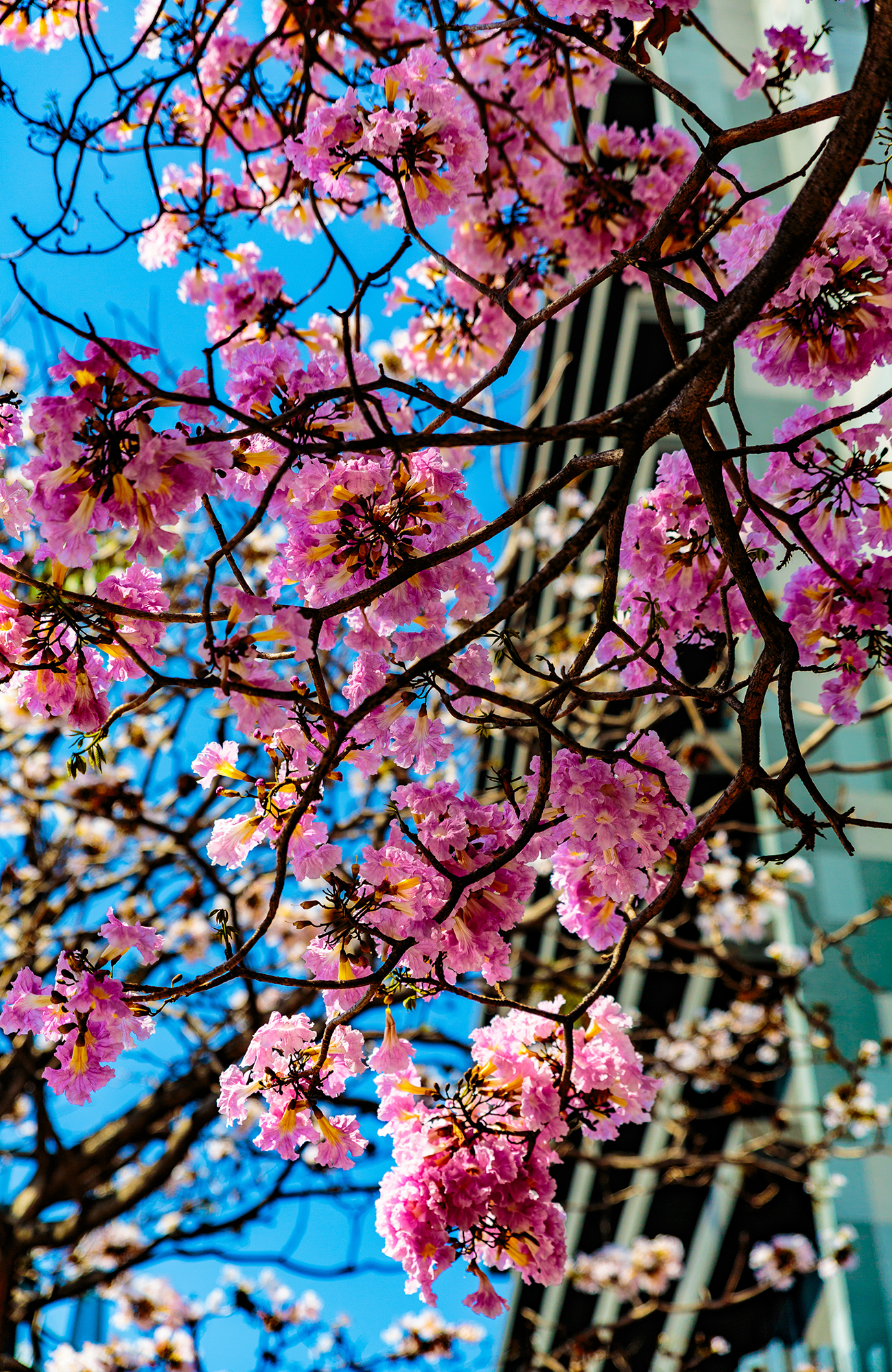 san-jose-costa-rica-roble-de-sabana