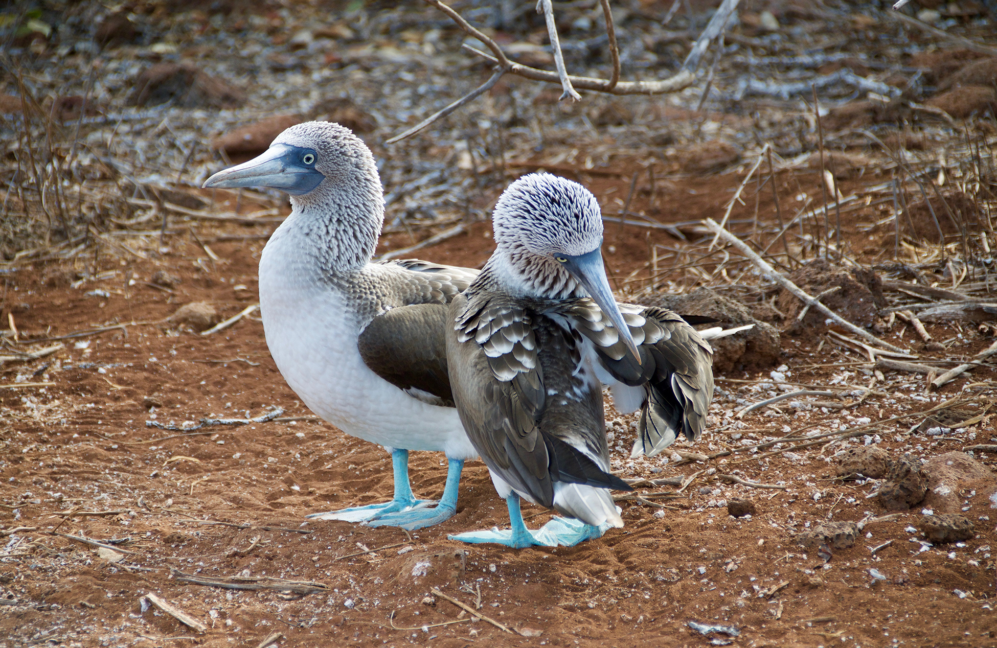 Experience unique wildlife on the Galapagos | KILROY
