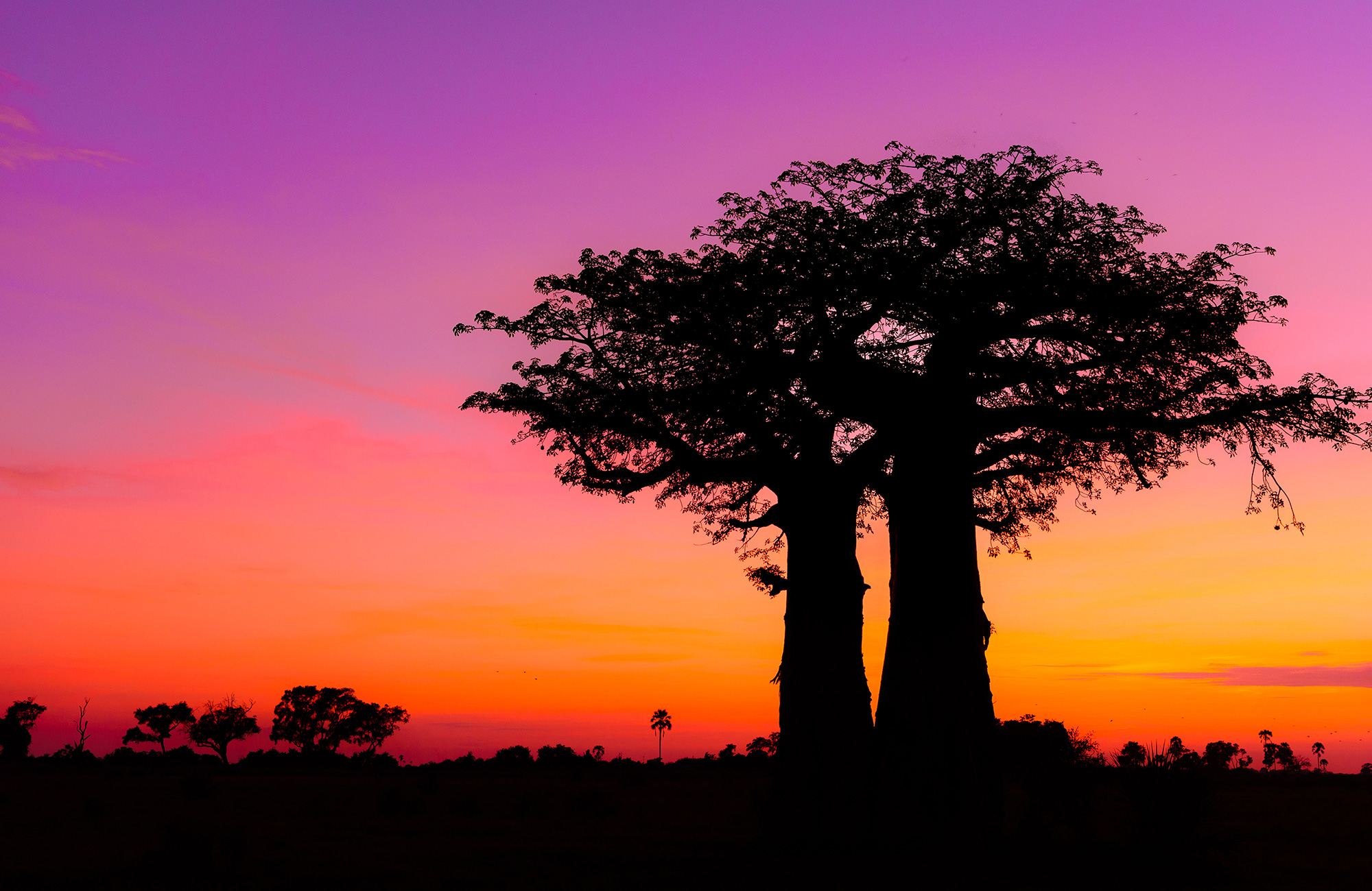 Tré í sólarlaginu á Okavango deltunni í Botsvana í febrúar