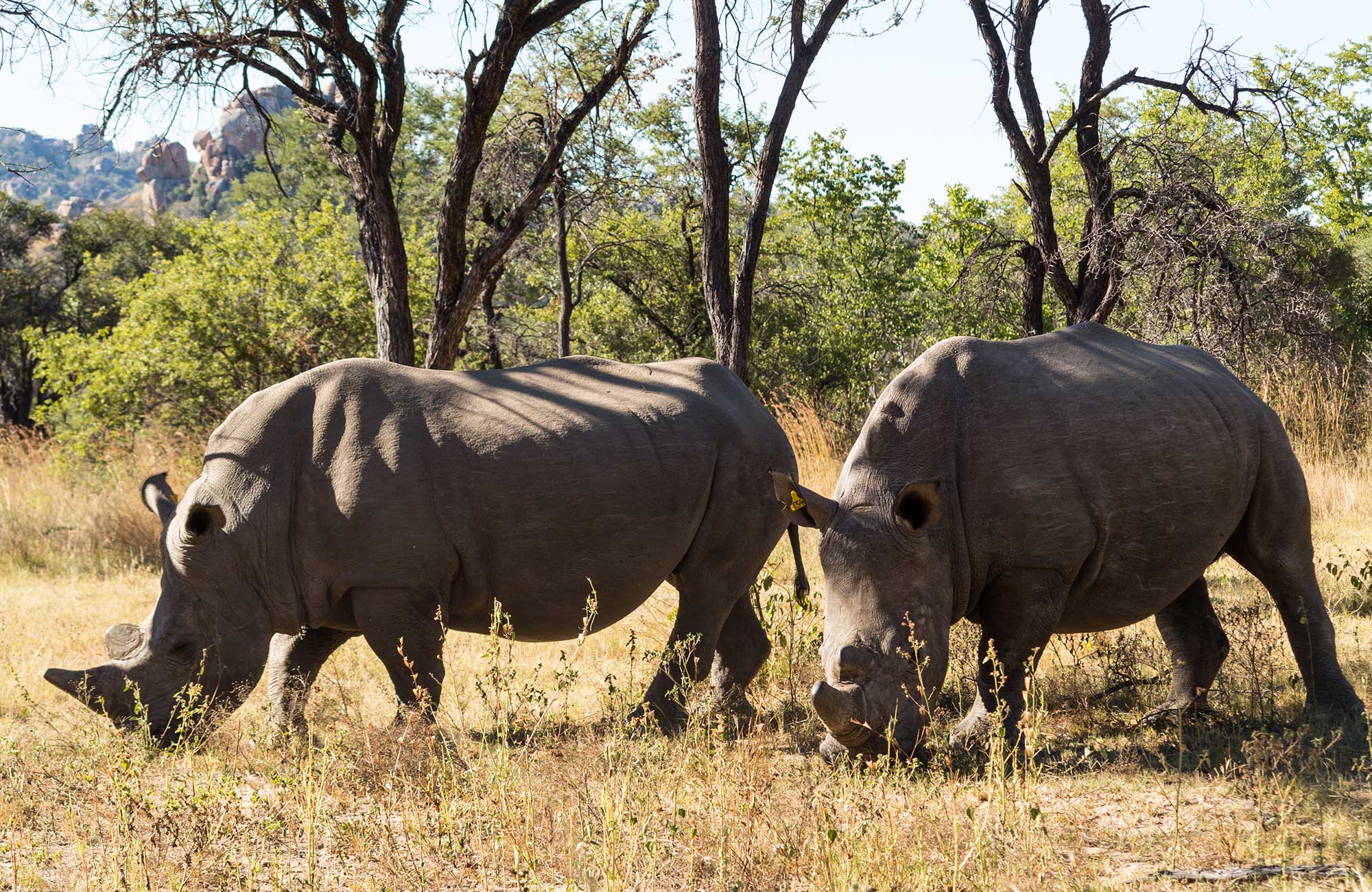 zimbabwe-matobo-national-park-rhinos