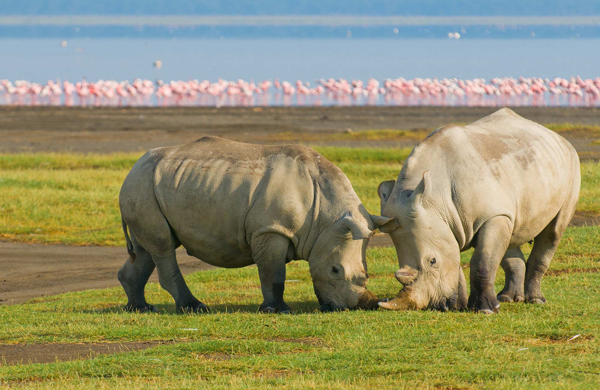 afrika-kenya-lake-nakuru-np-rhino-cover