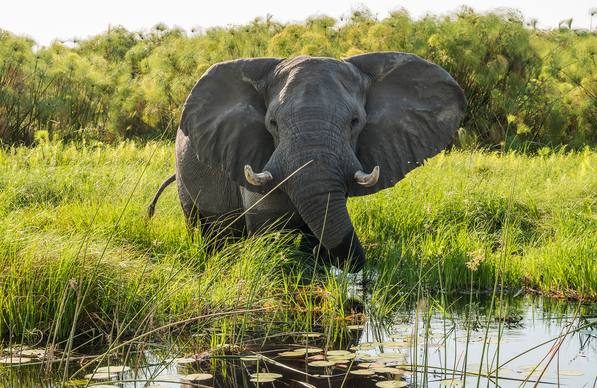 Fíll í Okavango deltunni í Botsvana í júlí