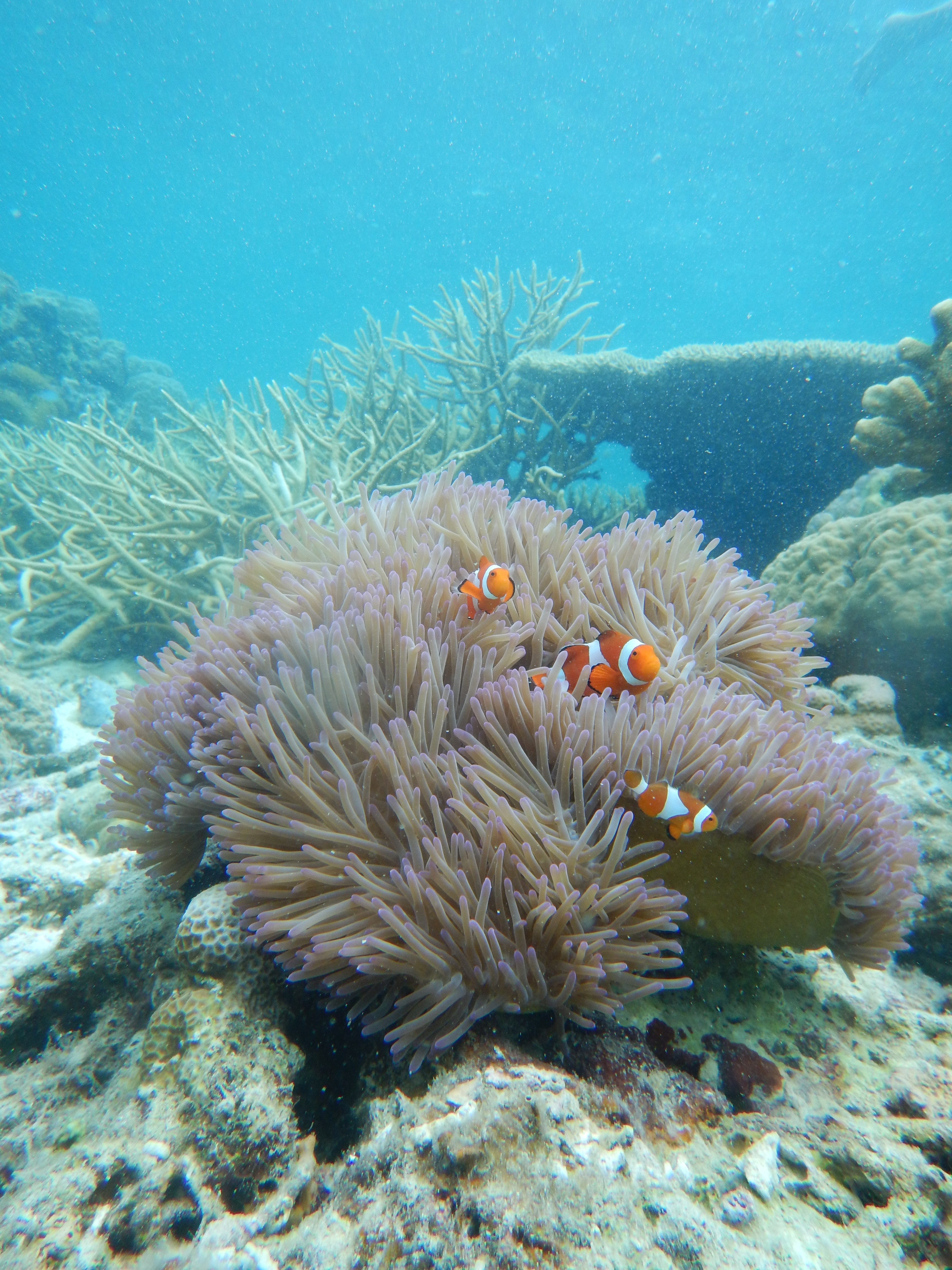 philippines-clown-fishes