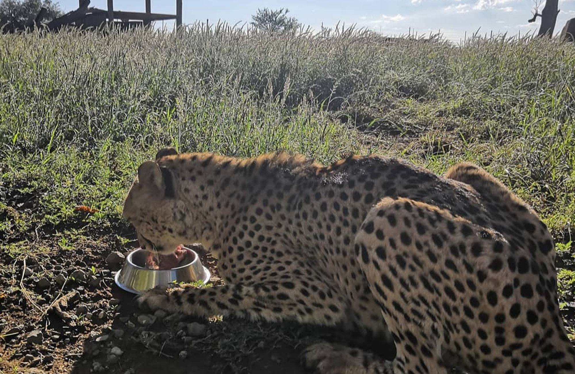 volunteering-south-africa-wild-cat-centre-kimbelrey-cheetah
