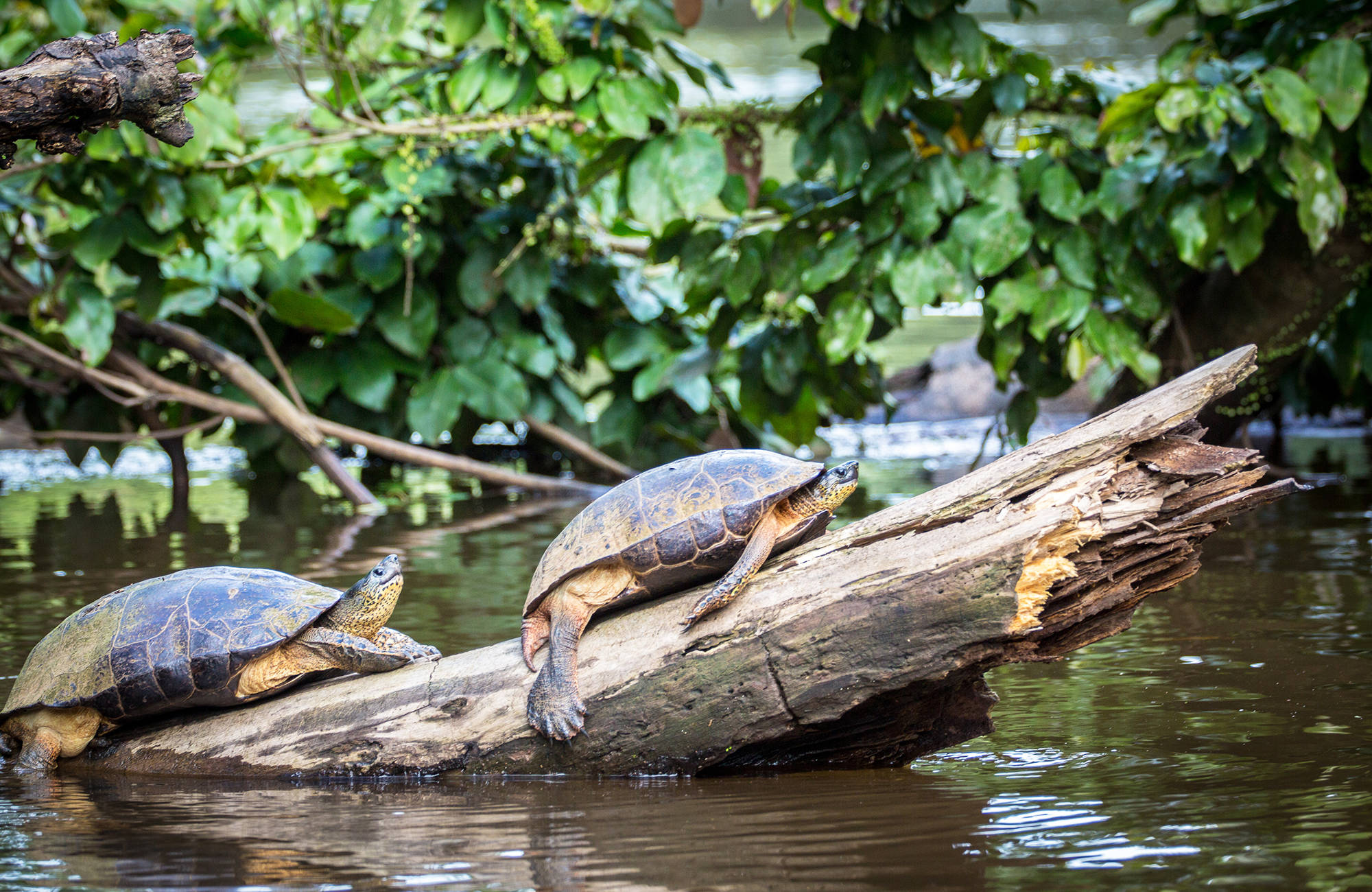turtles-on-a-log-tortuguero-costa-rica