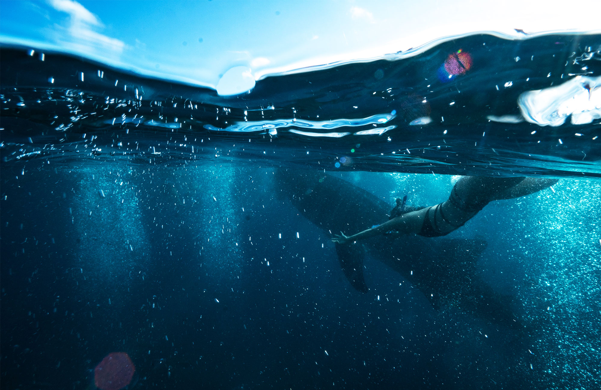 Kafari syndir með hákarli á filippseyjum