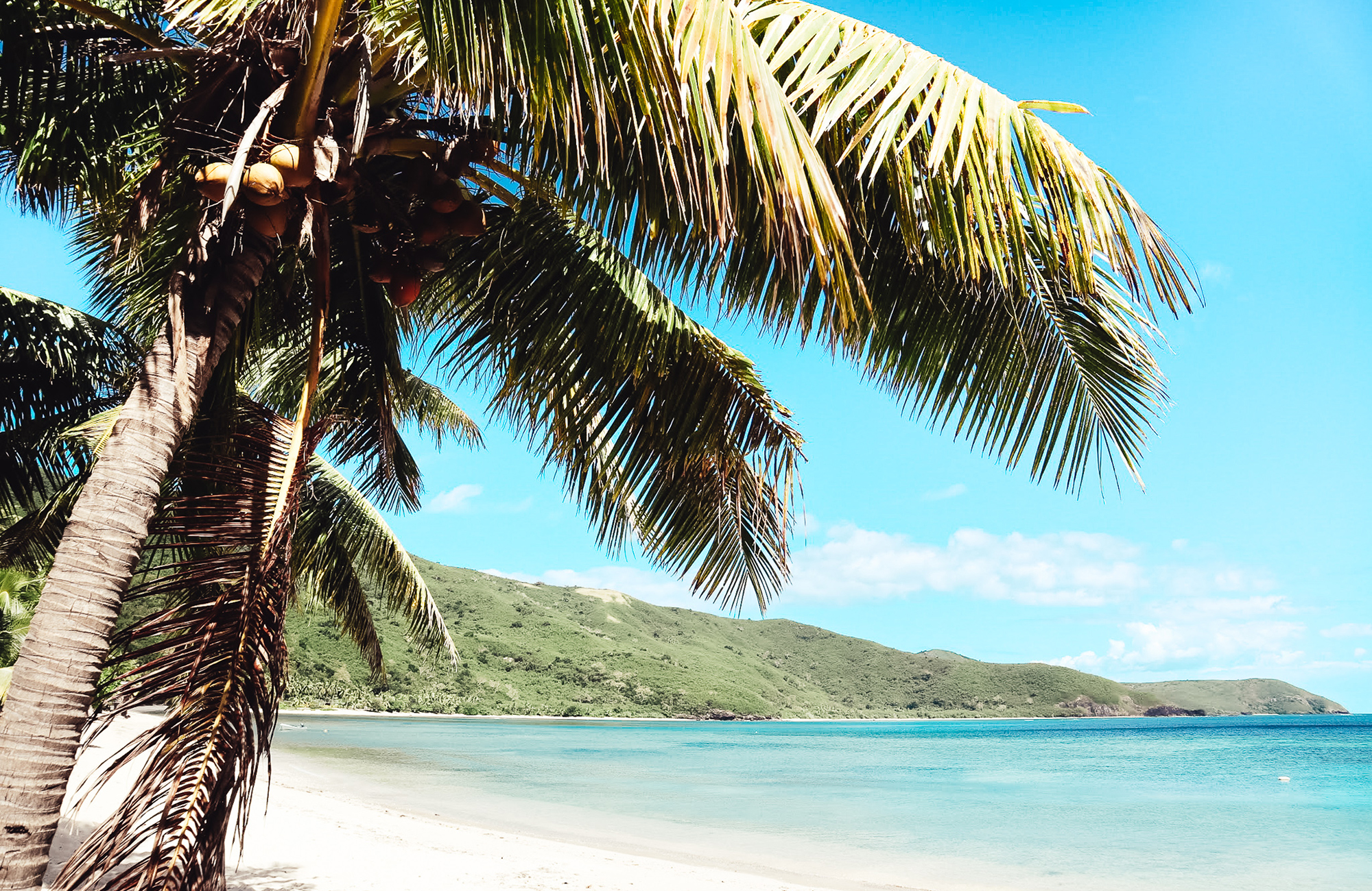 Pálmatré og strönd á Fiji