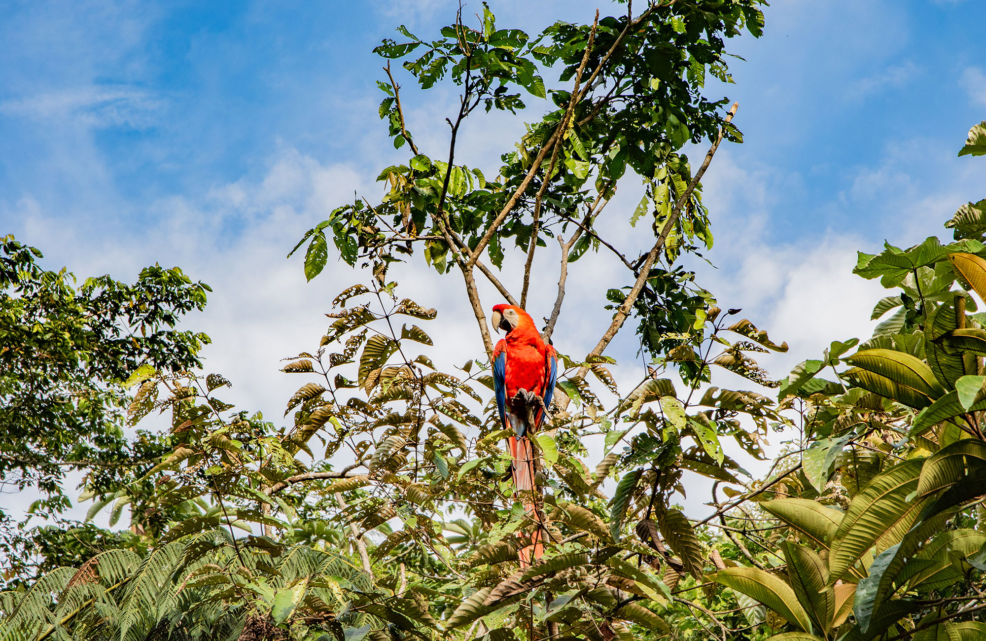 Páfagaukur í Ekvador sem þú getur hjálpað í sjálfboðastarfi í Amazon
