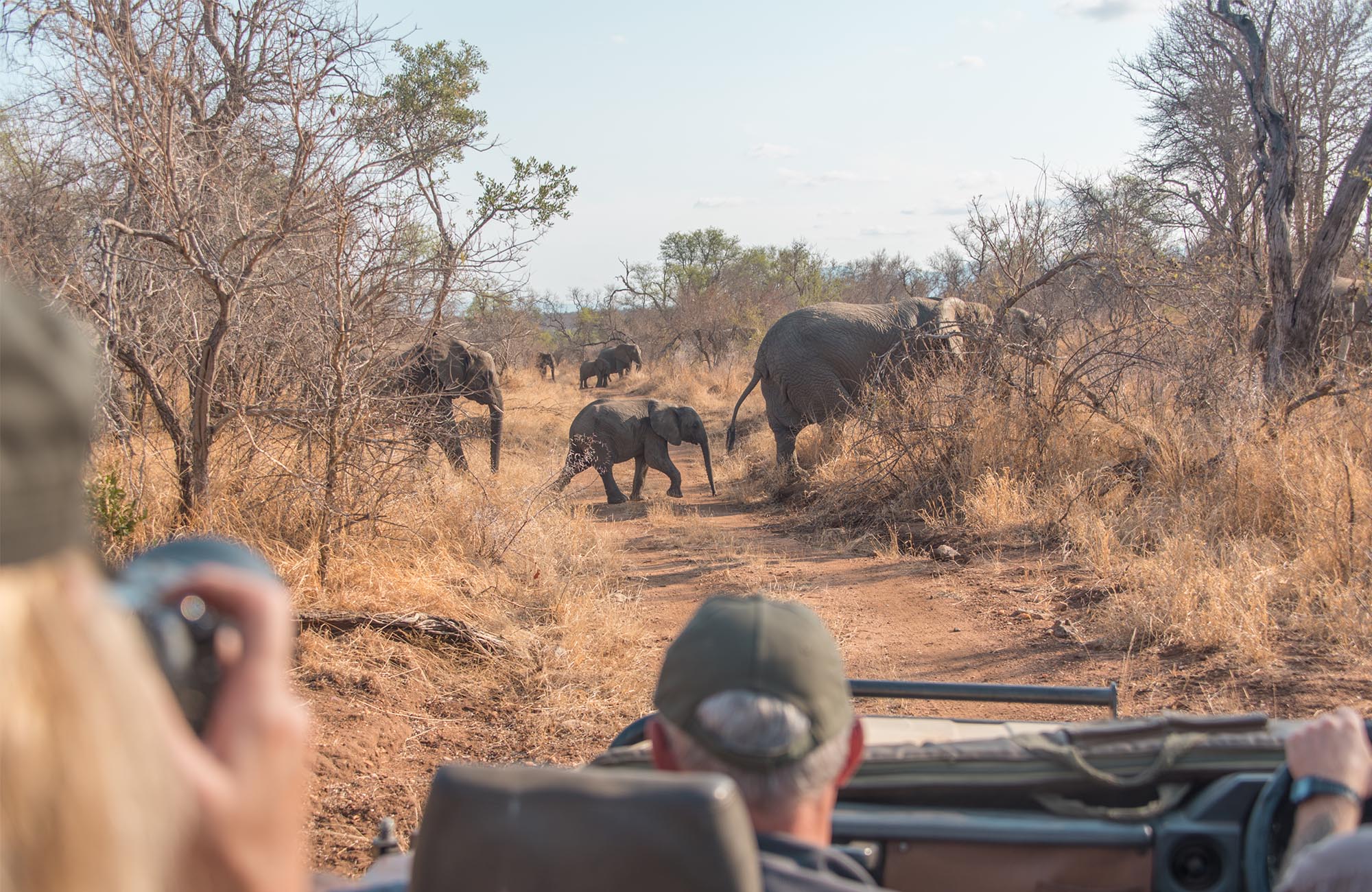 Fílar að labba yfir veg í Suður-Afríku